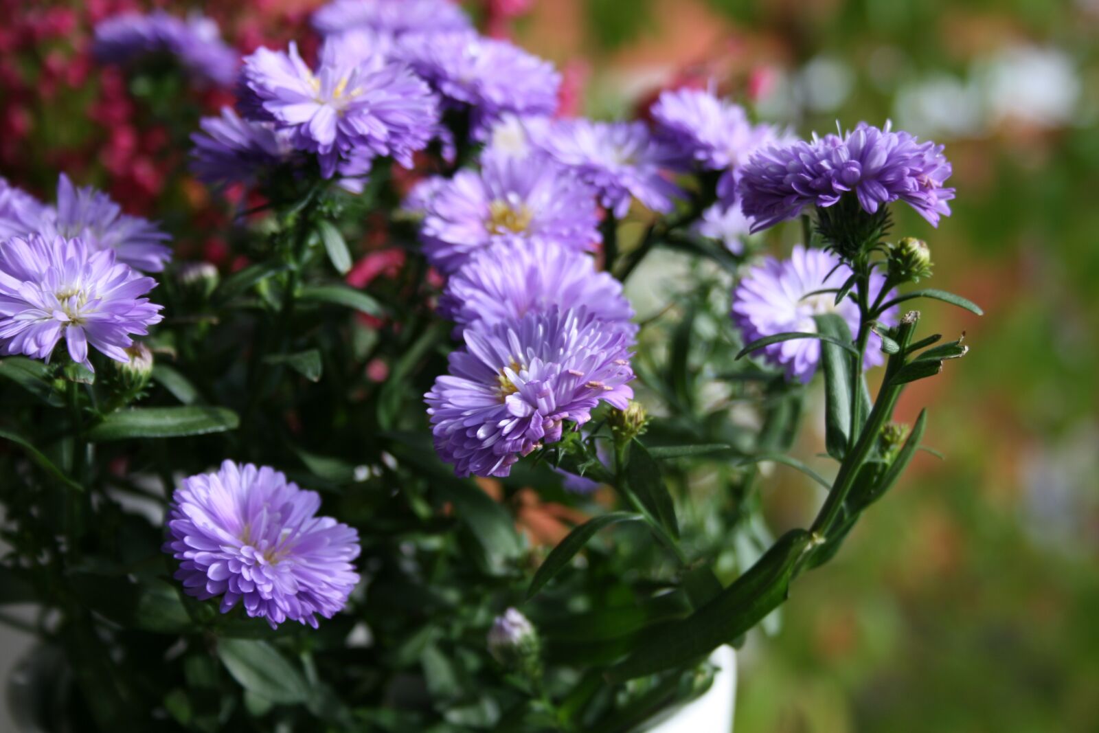 Canon EOS 400D (EOS Digital Rebel XTi / EOS Kiss Digital X) sample photo. Aster, flower, inflorescence photography