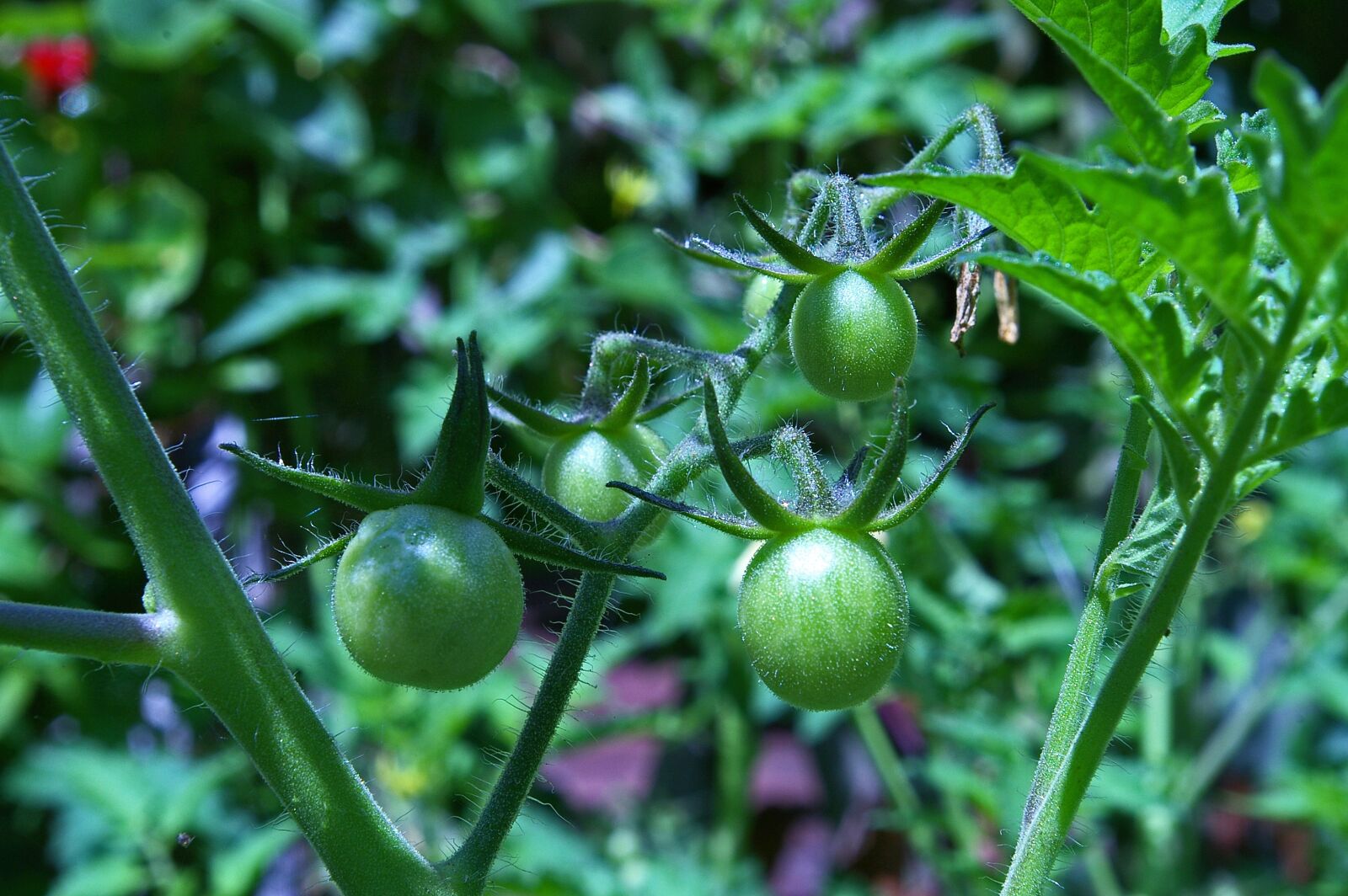 Pentax *ist DL2 sample photo. Tomatoes, fried green tomatoes photography