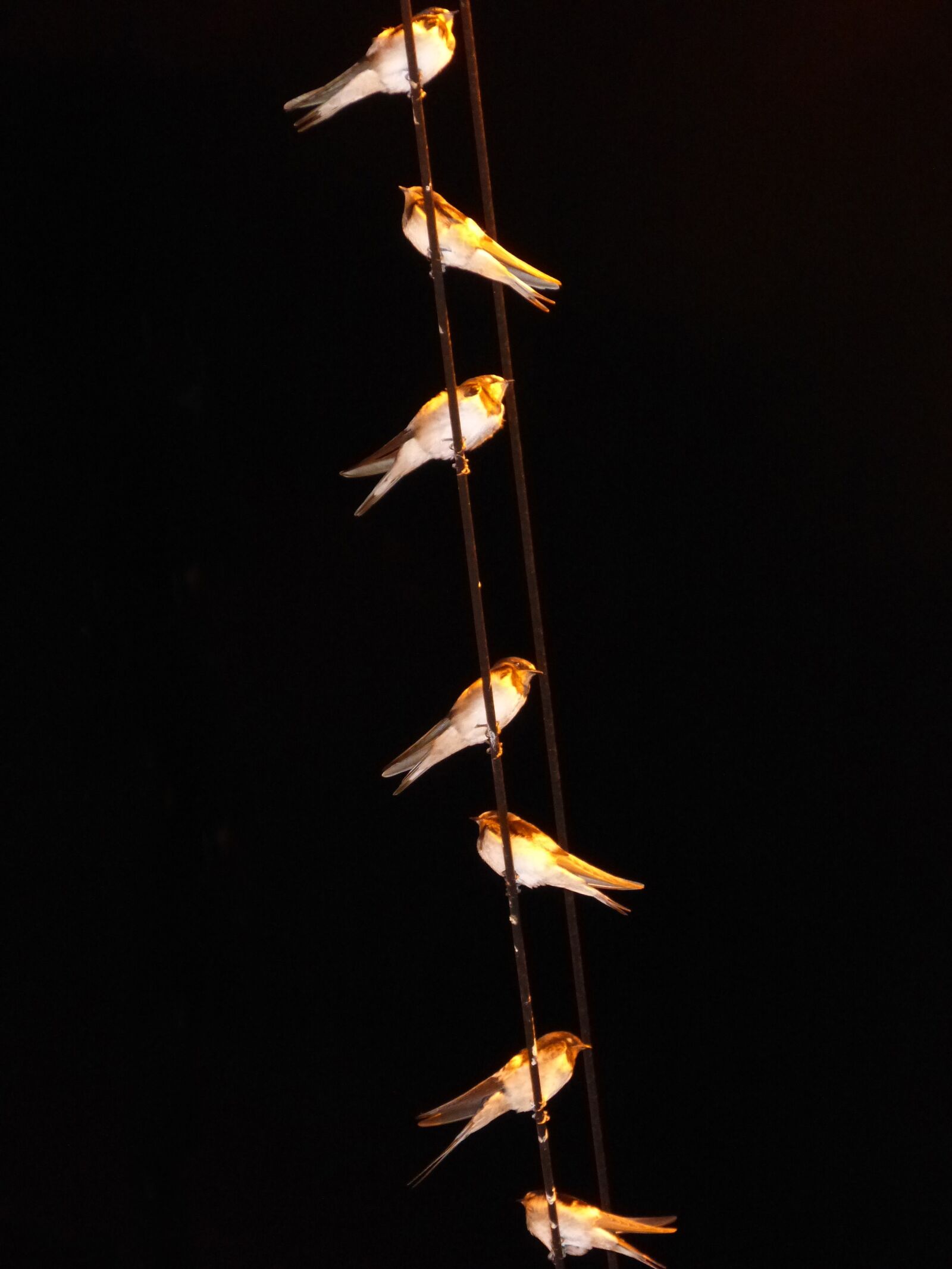 Panasonic DMC-FZ62 sample photo. Swallows, hirundo rustica, cables photography