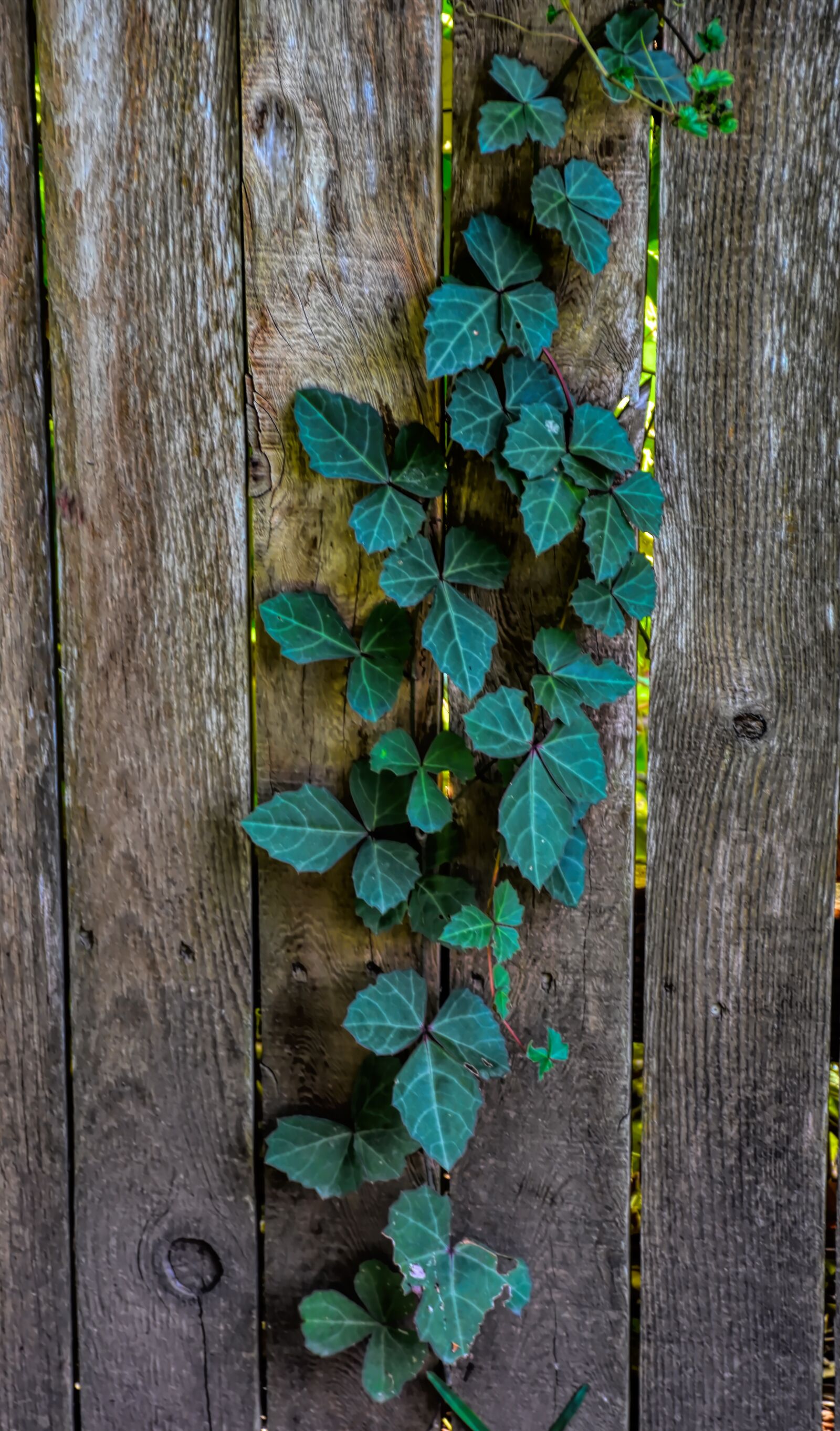 Nikon D7200 sample photo. Vine, fence, leaves photography