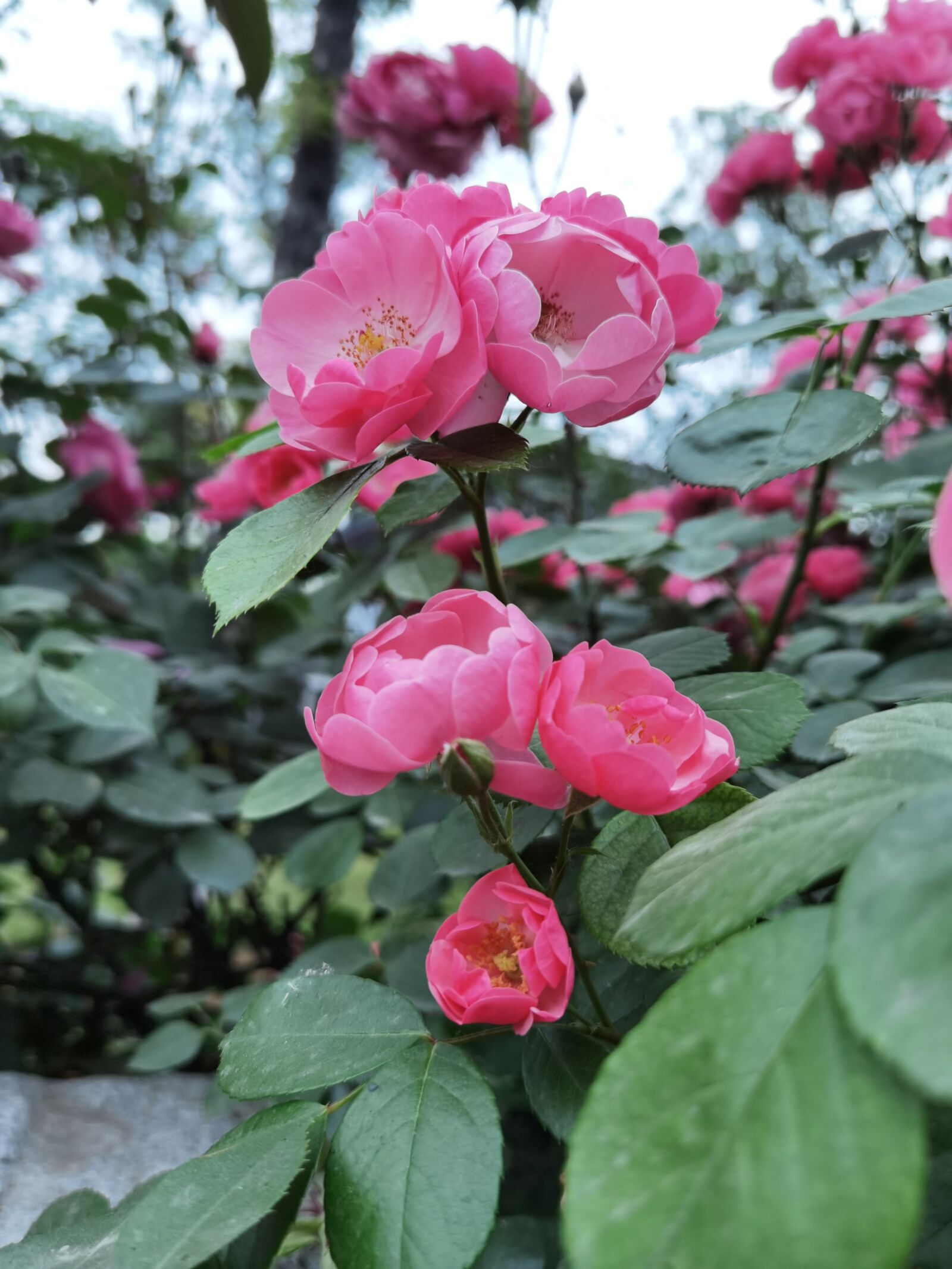 HUAWEI ELS-AN00 sample photo. Roses, rose, flower photography