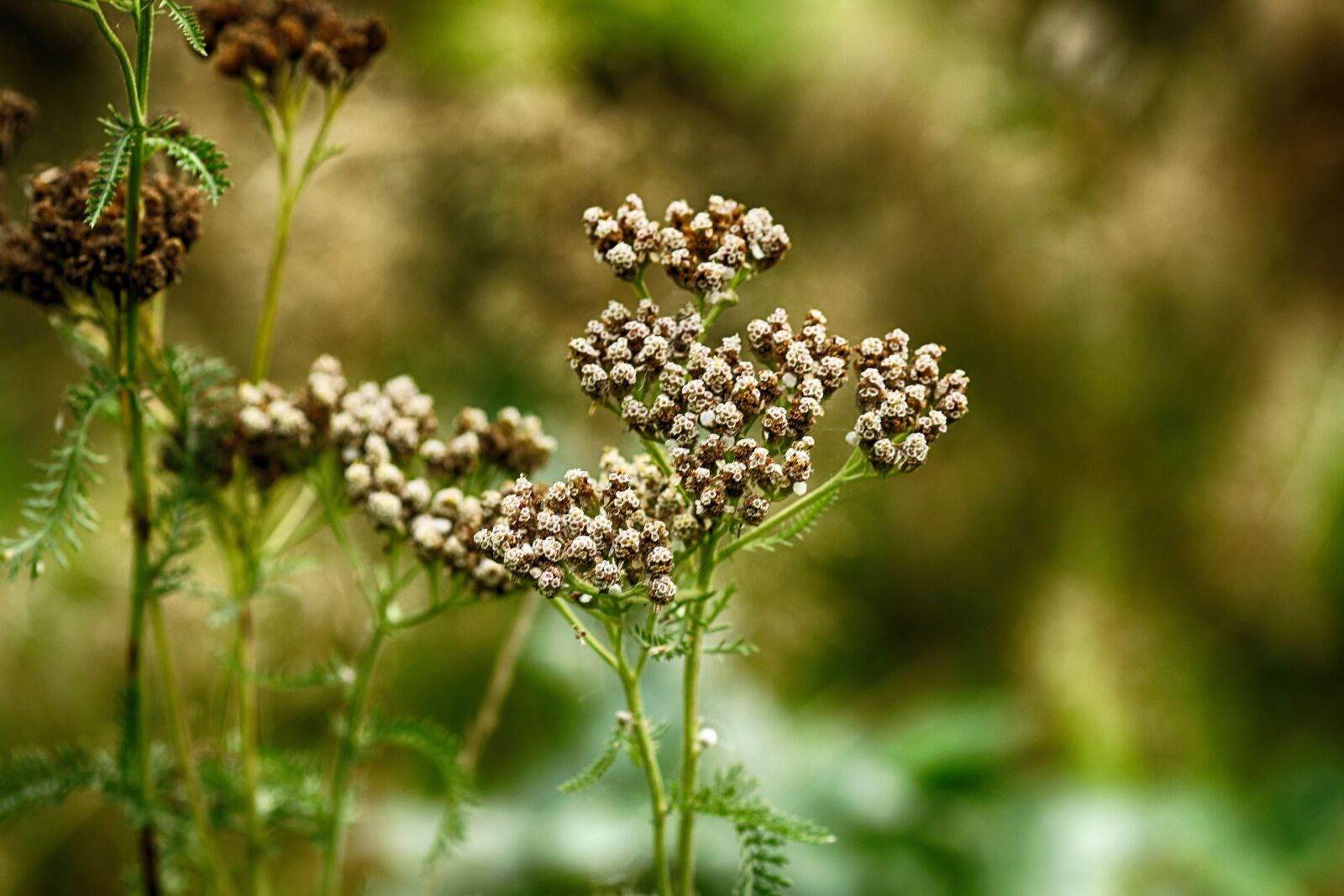 Canon EOS 7D Mark II + Canon EF 135mm F2L USM sample photo. Wild flower, plant, nature photography