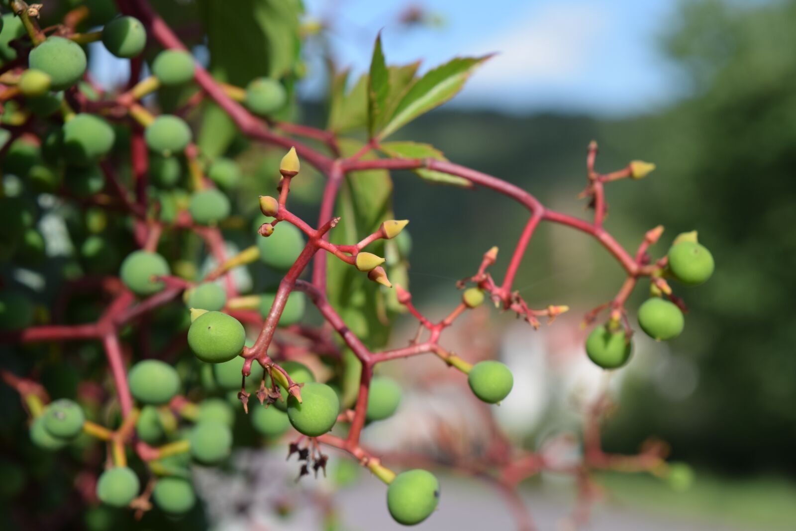 Nikon D3300 sample photo. Berry, nature, close-up photography