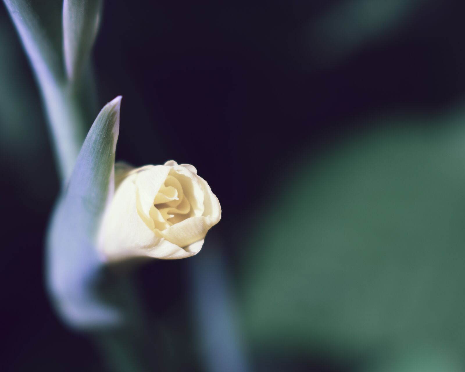 Nikon D5600 sample photo. Gladiolus, flower, yellow photography