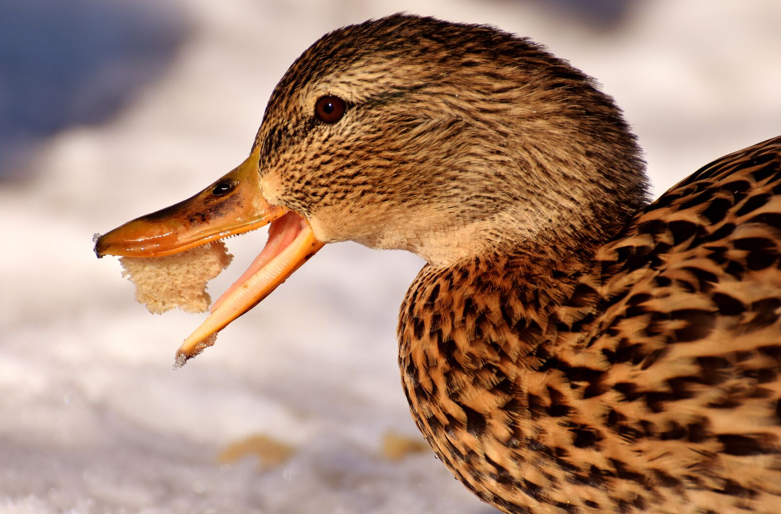 Nikon D7200 sample photo. Duck, mallard, eat photography