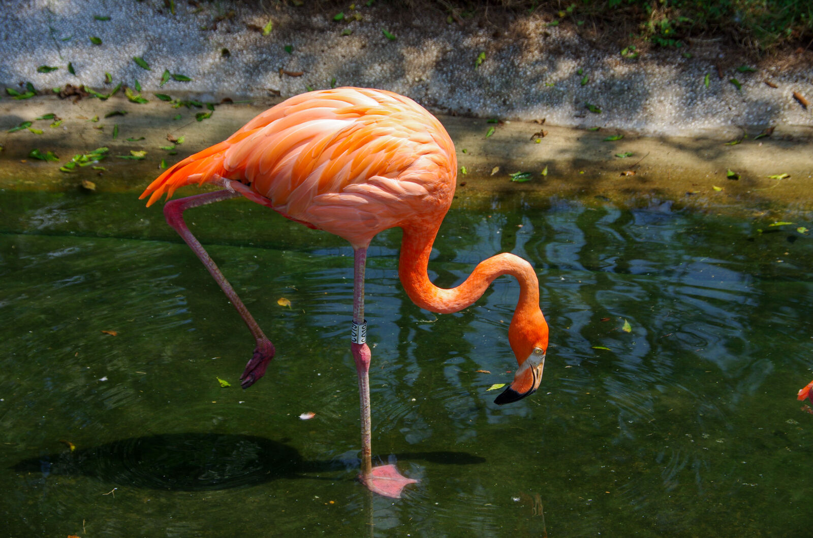 Pentax K-5 sample photo