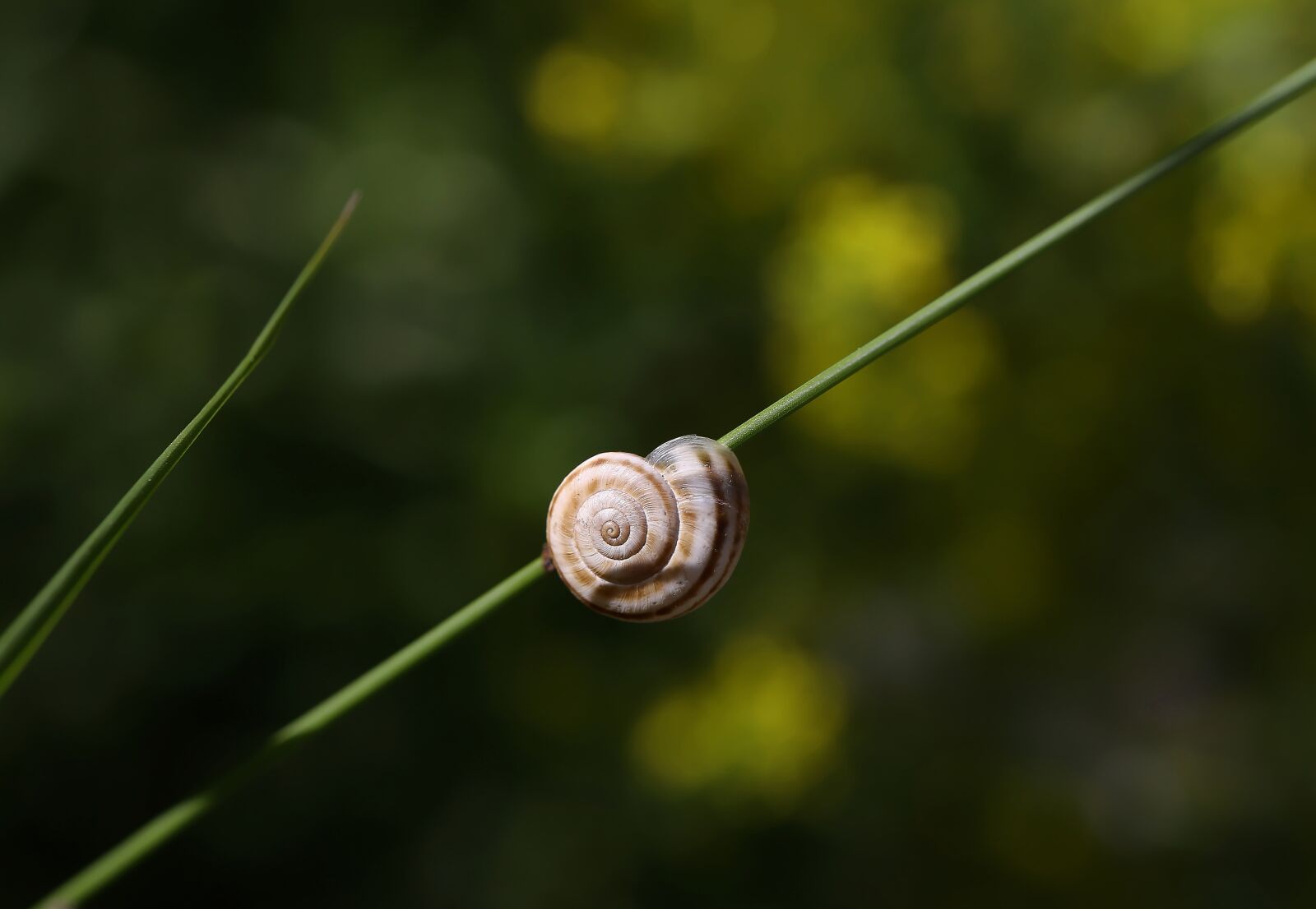 Canon EOS 1000D (EOS Digital Rebel XS / EOS Kiss F) sample photo. Nature, snail, garden photography