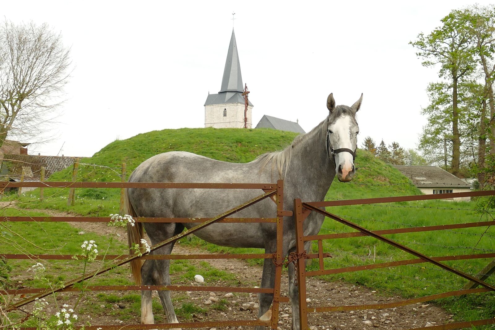 Panasonic Lumix DMC-FZ1000 sample photo. Horse, mold, mammal photography