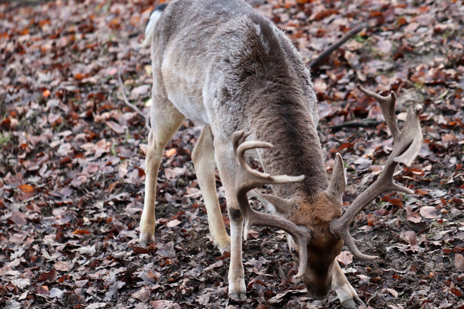 Canon EOS 800D (EOS Rebel T7i / EOS Kiss X9i) sample photo. Fallow deer, hirsch, antler photography