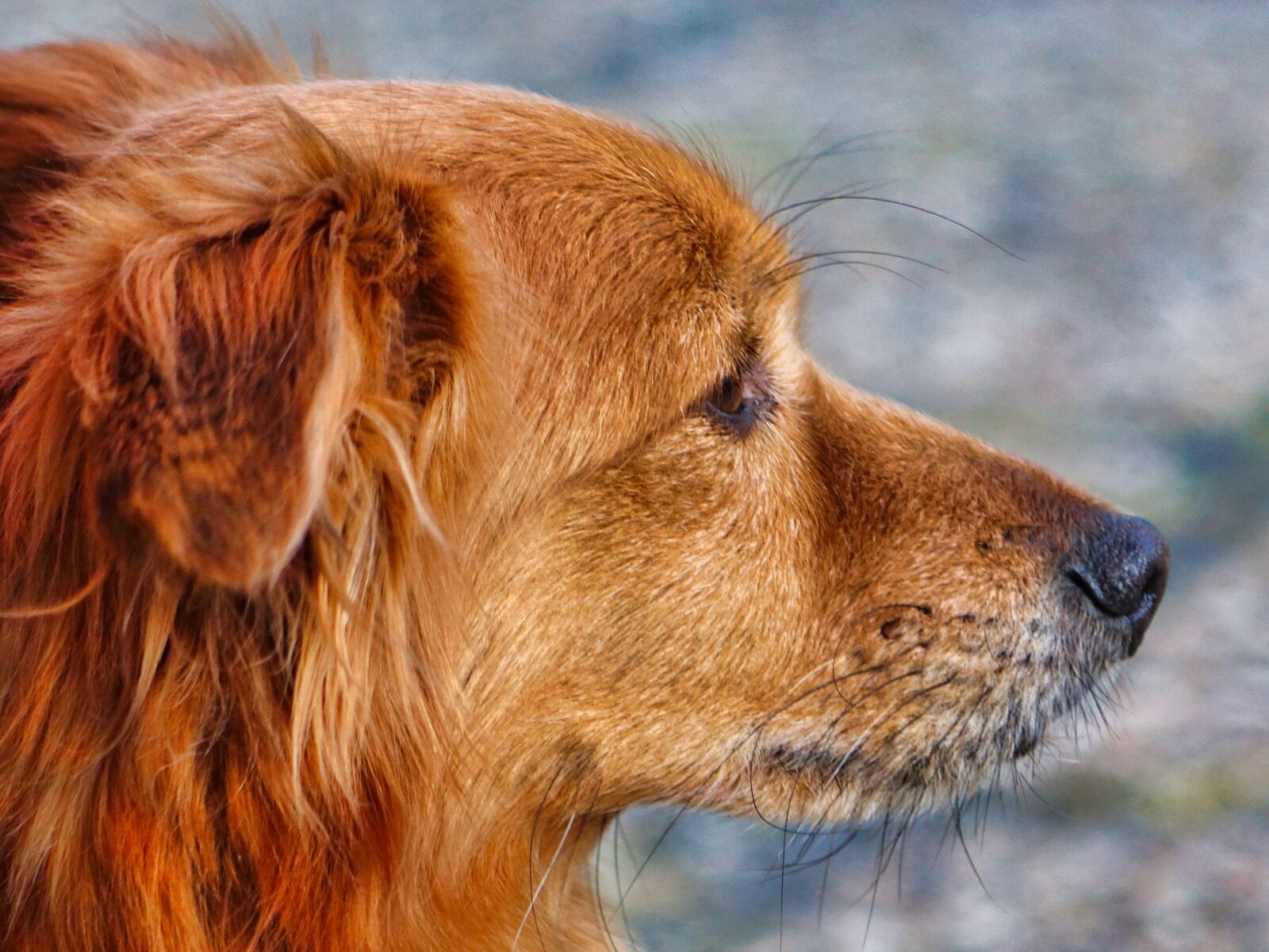 Sony Cyber-shot DSC-RX10 II sample photo. Dog, animal, pet photography