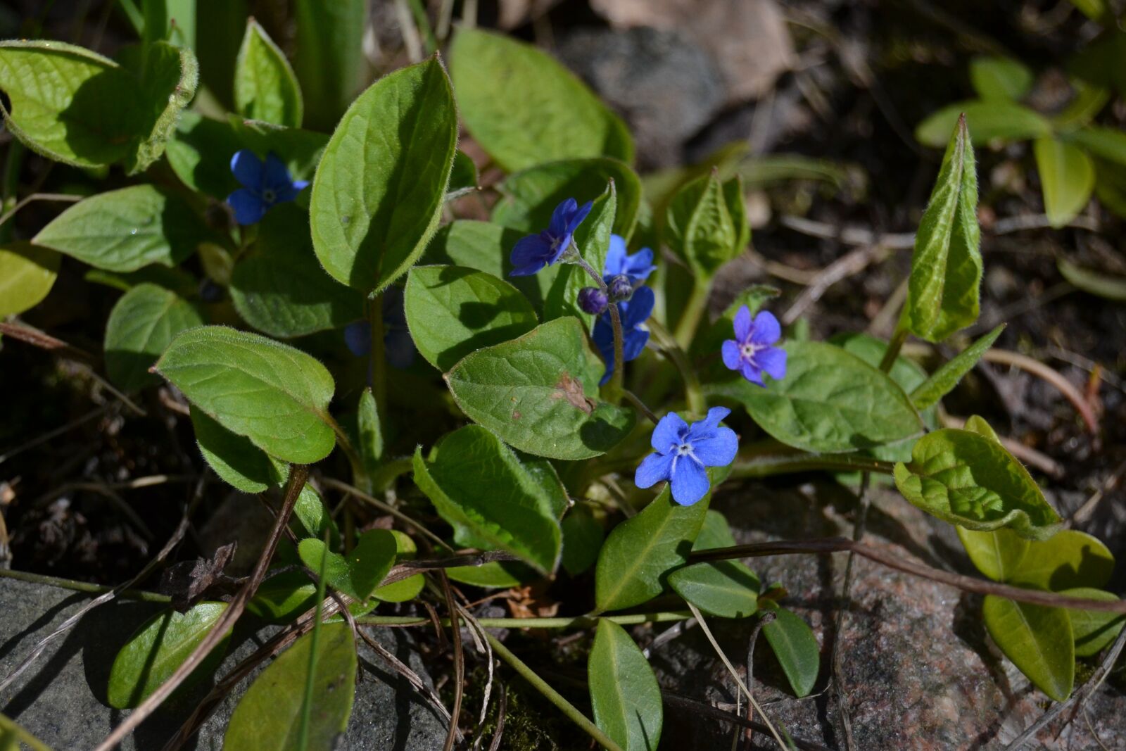 Nikon D3100 sample photo. Spring her with a photography