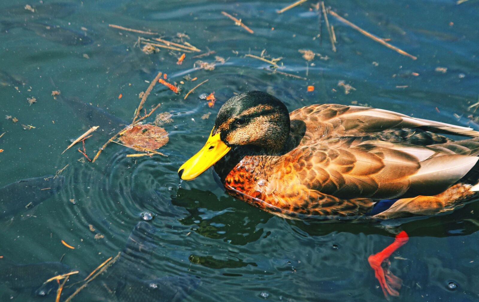 Canon EOS 50D sample photo. Duck, park, crossword photography