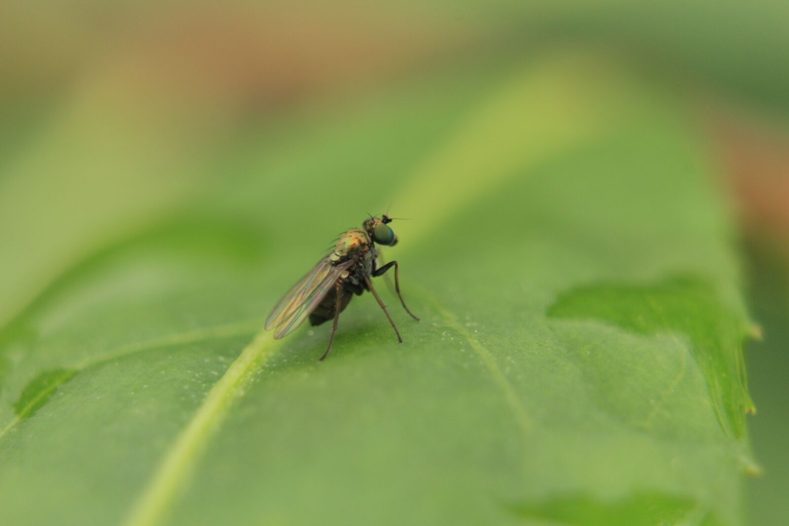 Canon EOS 650D (EOS Rebel T4i / EOS Kiss X6i) sample photo. Macro, insects, nature photography