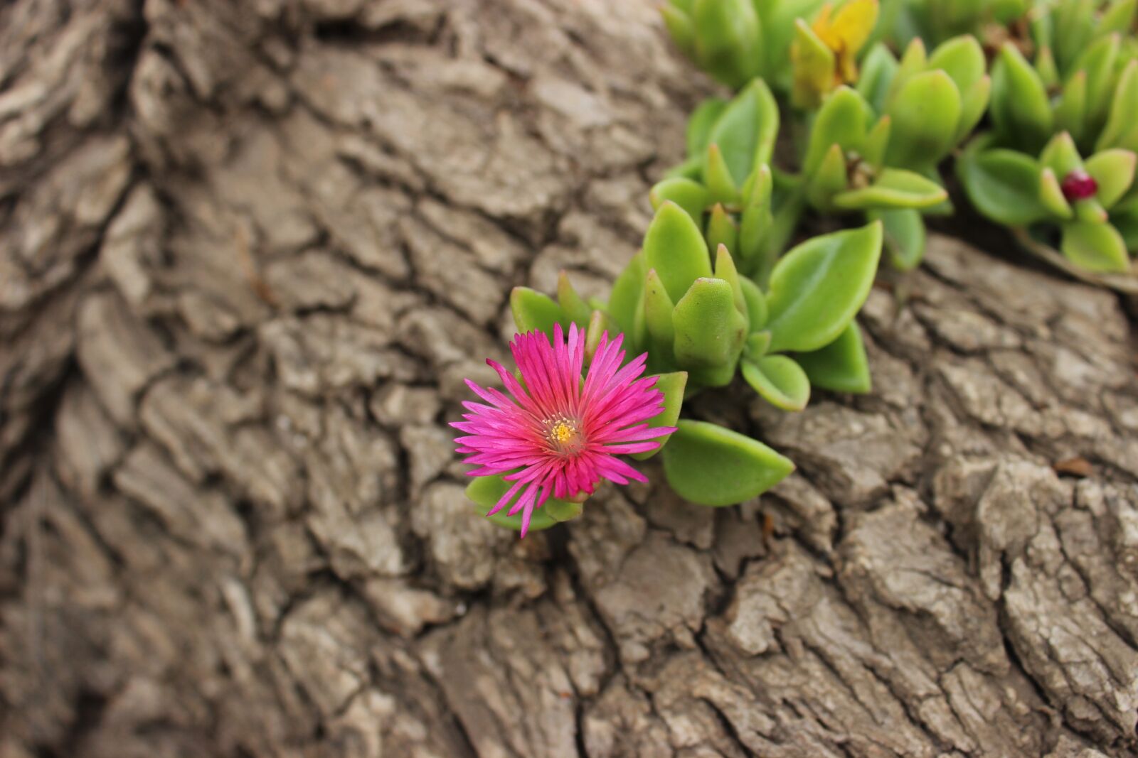 Canon EOS 600D (Rebel EOS T3i / EOS Kiss X5) sample photo. Nature, plant, flower photography
