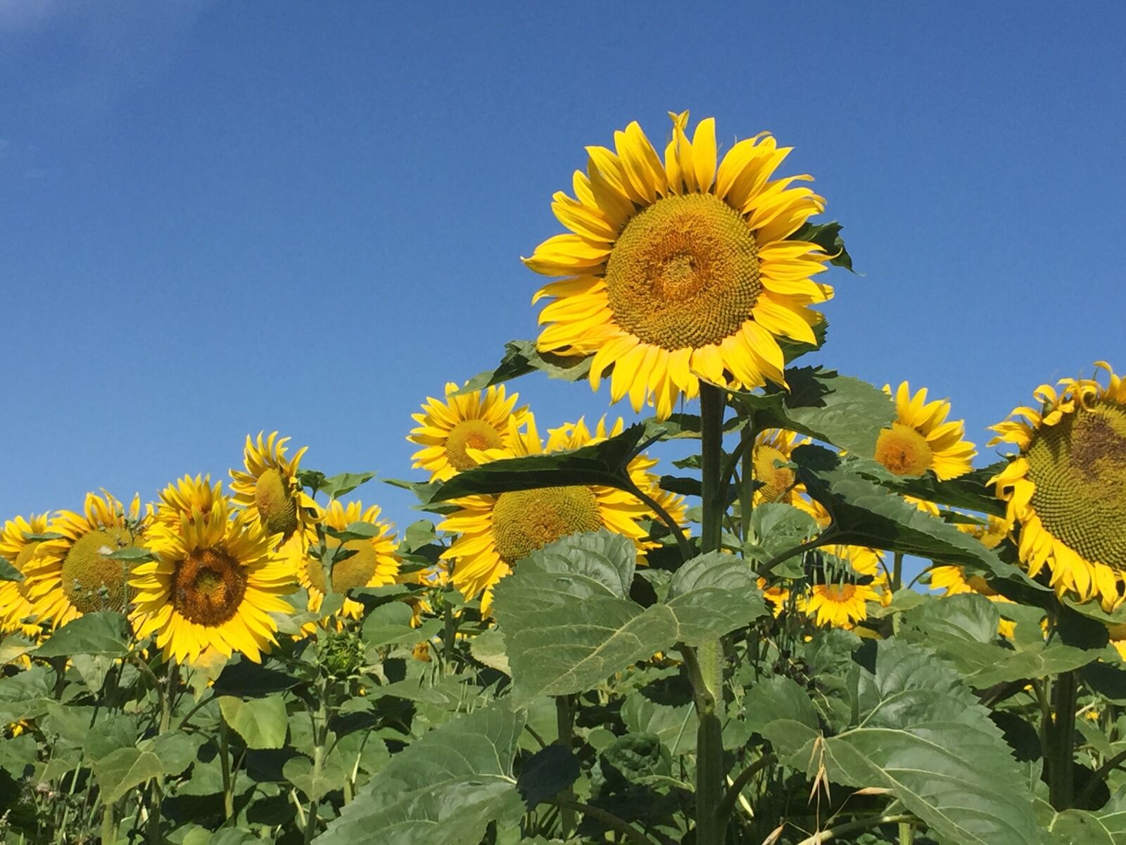 Apple iPhone 6 sample photo. Sunflower, peaceful, flowers photography