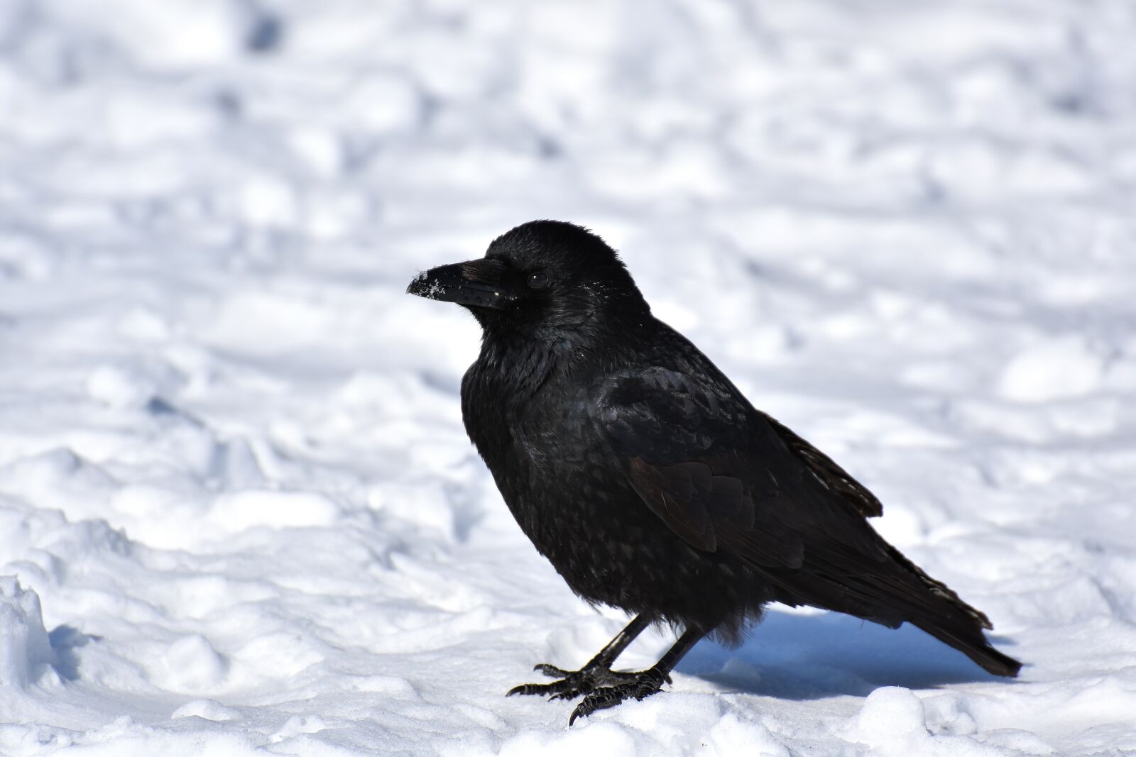 Nikon D7200 sample photo. Common raven, raven, snow photography