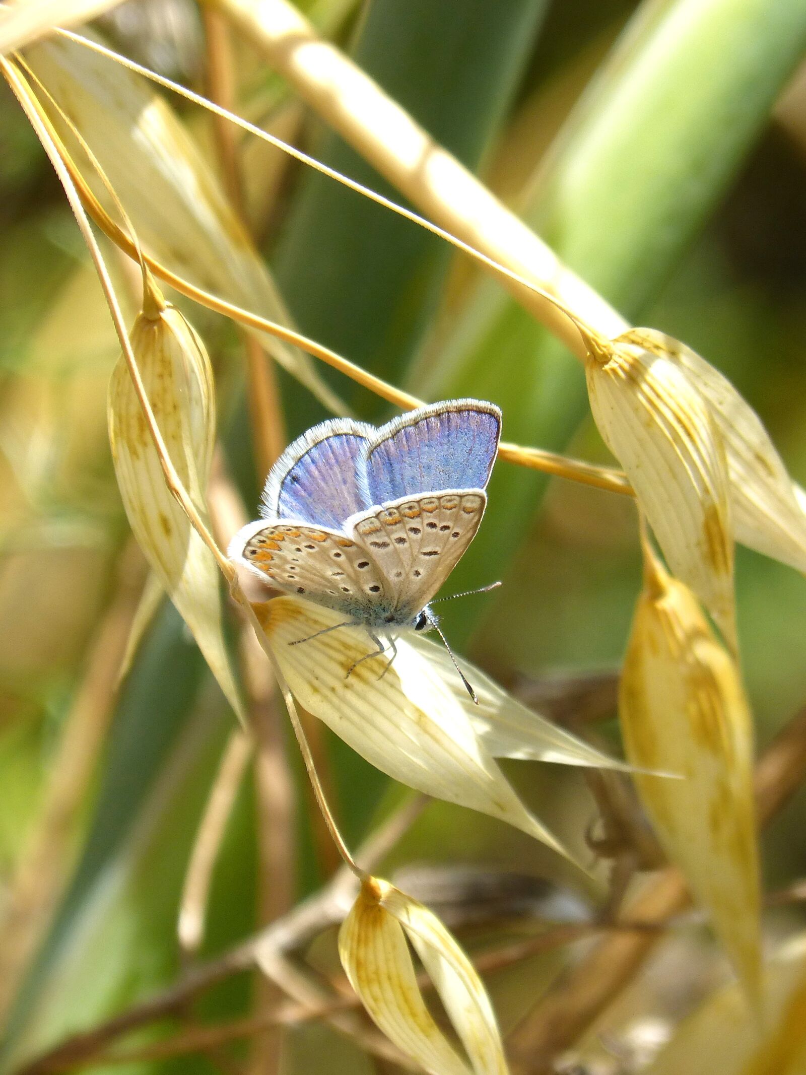 Panasonic DMC-FZ62 sample photo. Blue butterfly, detail, polyommatus photography