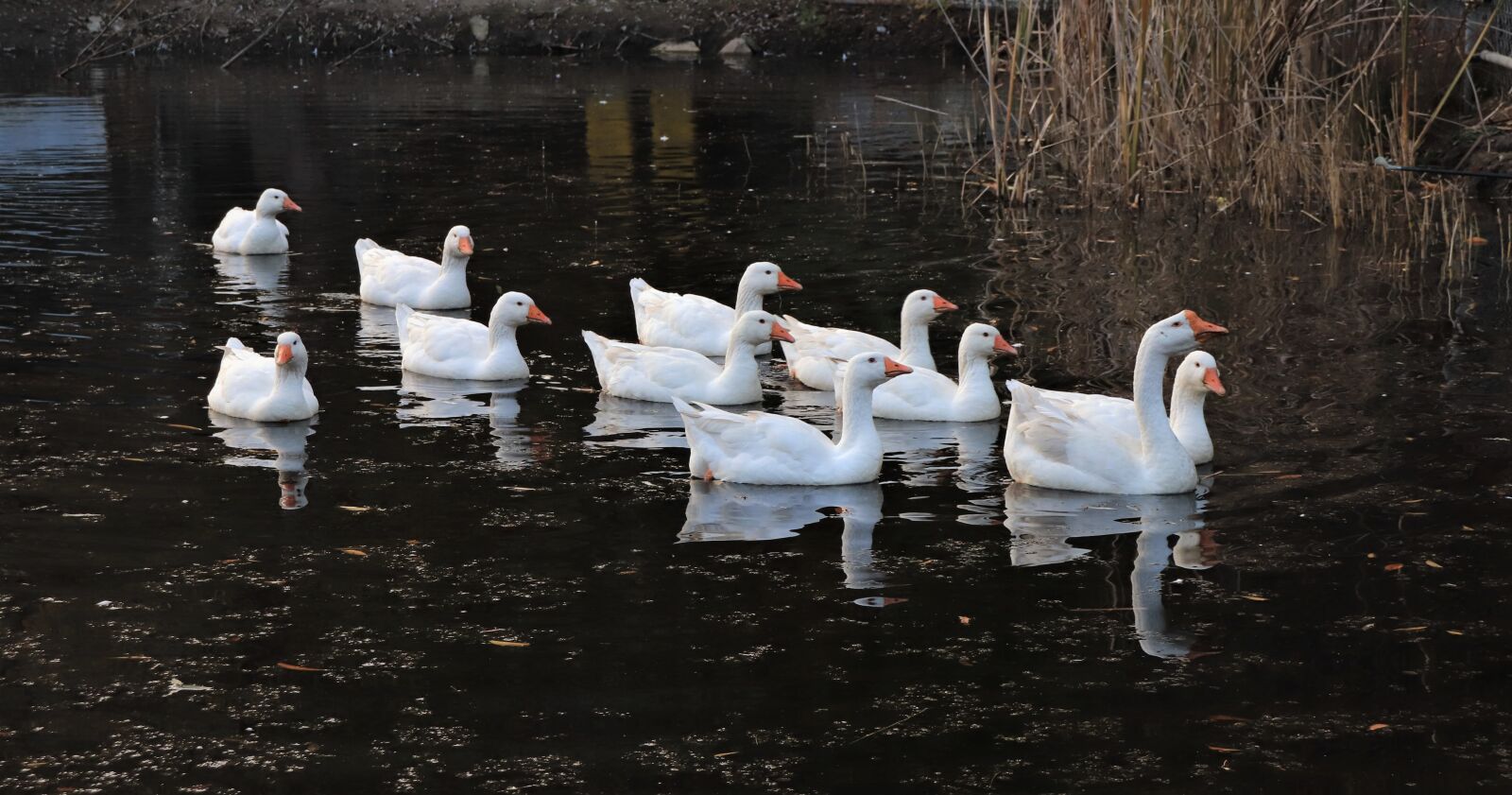Canon EOS 800D (EOS Rebel T7i / EOS Kiss X9i) sample photo. Goose, duck, animal photography