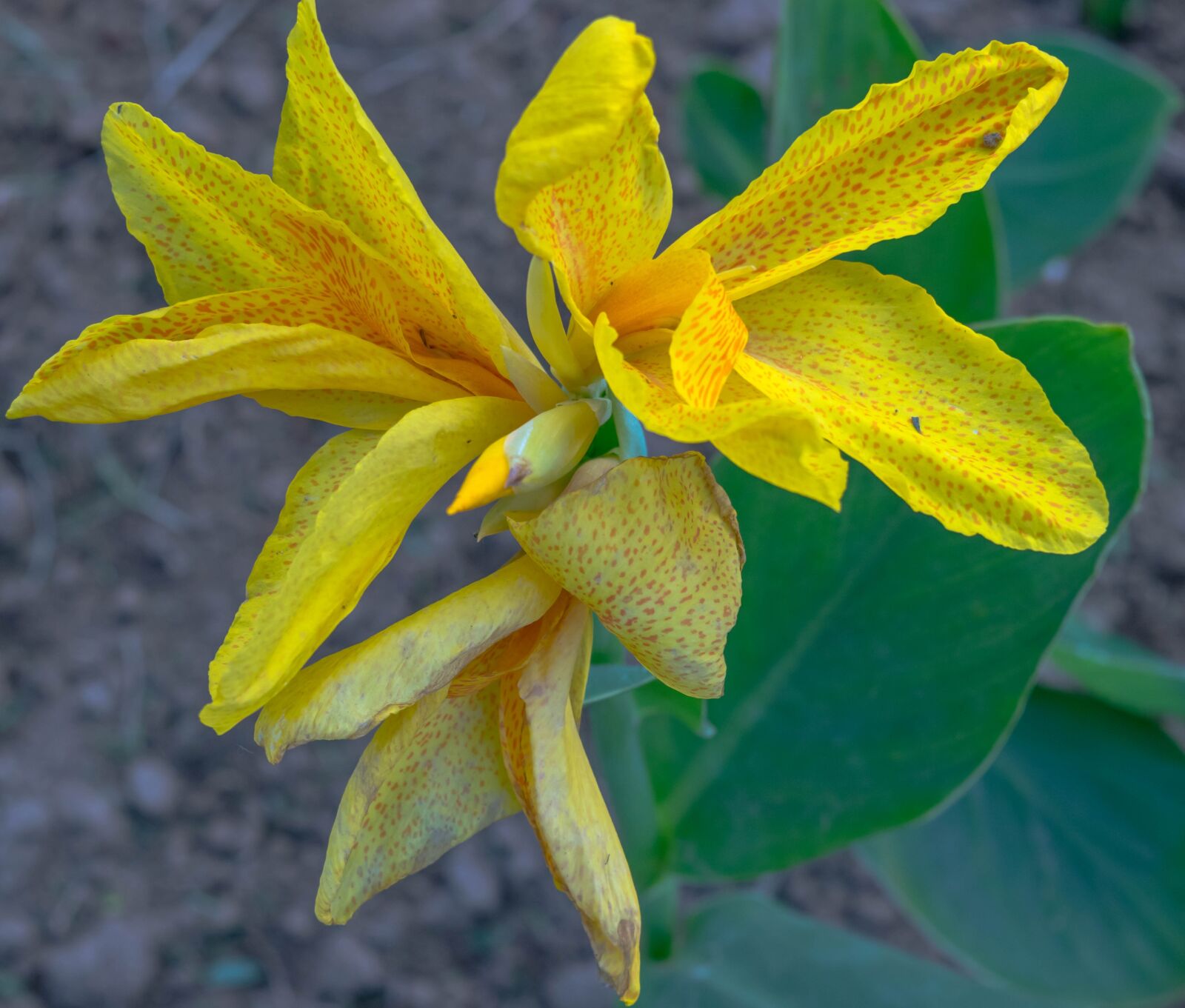 Nikon D5300 sample photo. New delhi, park, flower photography