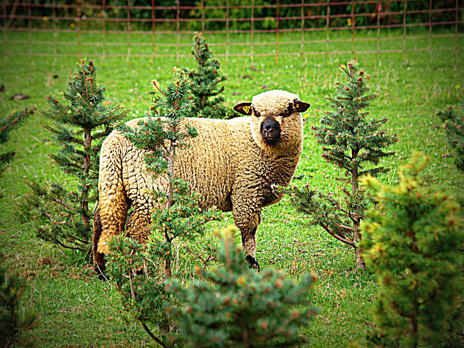 Olympus E-3 sample photo. Sheep, landscape, nature photography