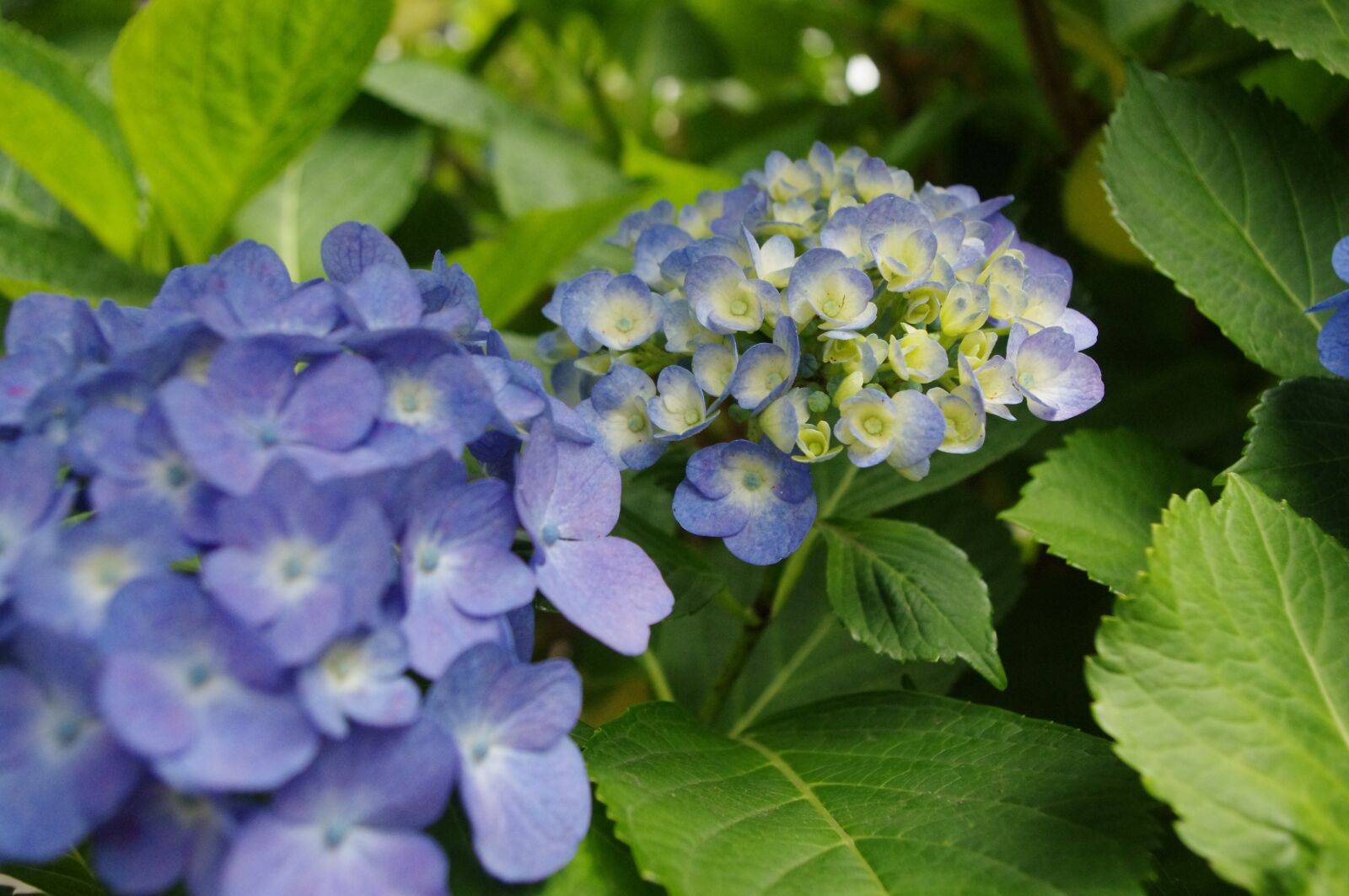 Pentax K-r sample photo. Hydrangea, flower, bloom photography