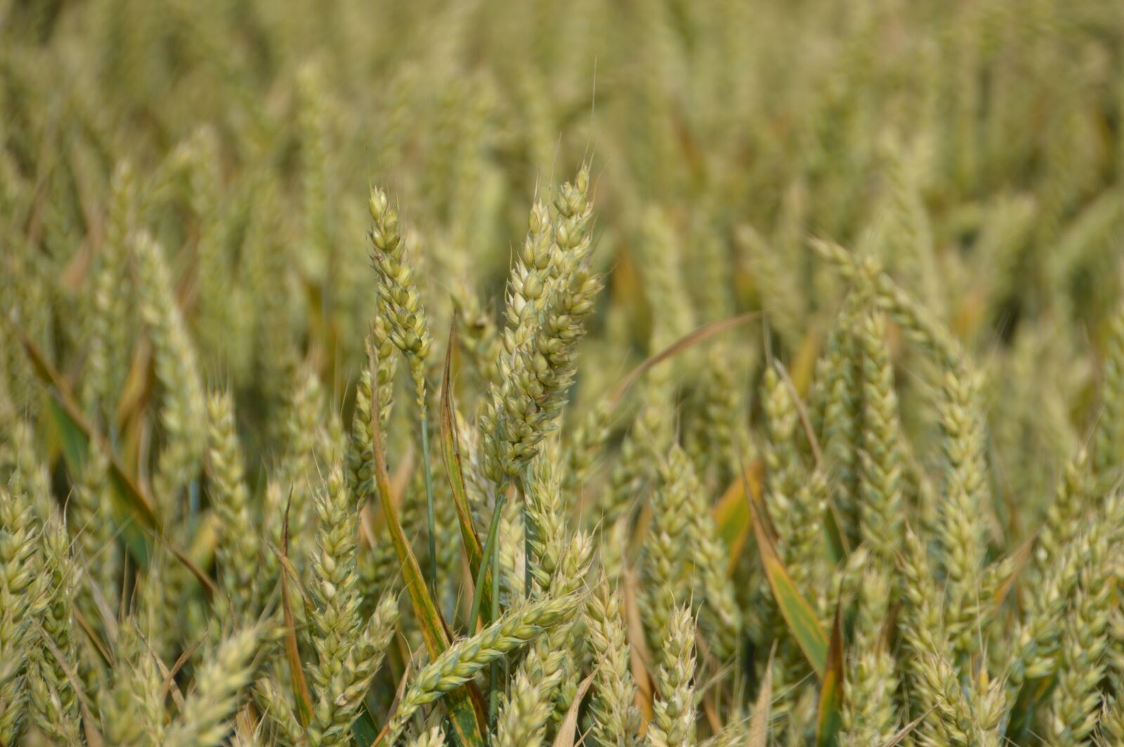 Nikon D3200 sample photo. Harvest, wheat, cereals photography