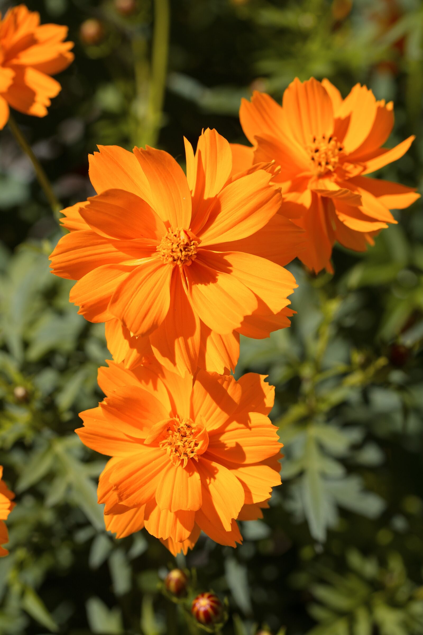 Nikon D7100 sample photo. Flower, orange, blossom photography