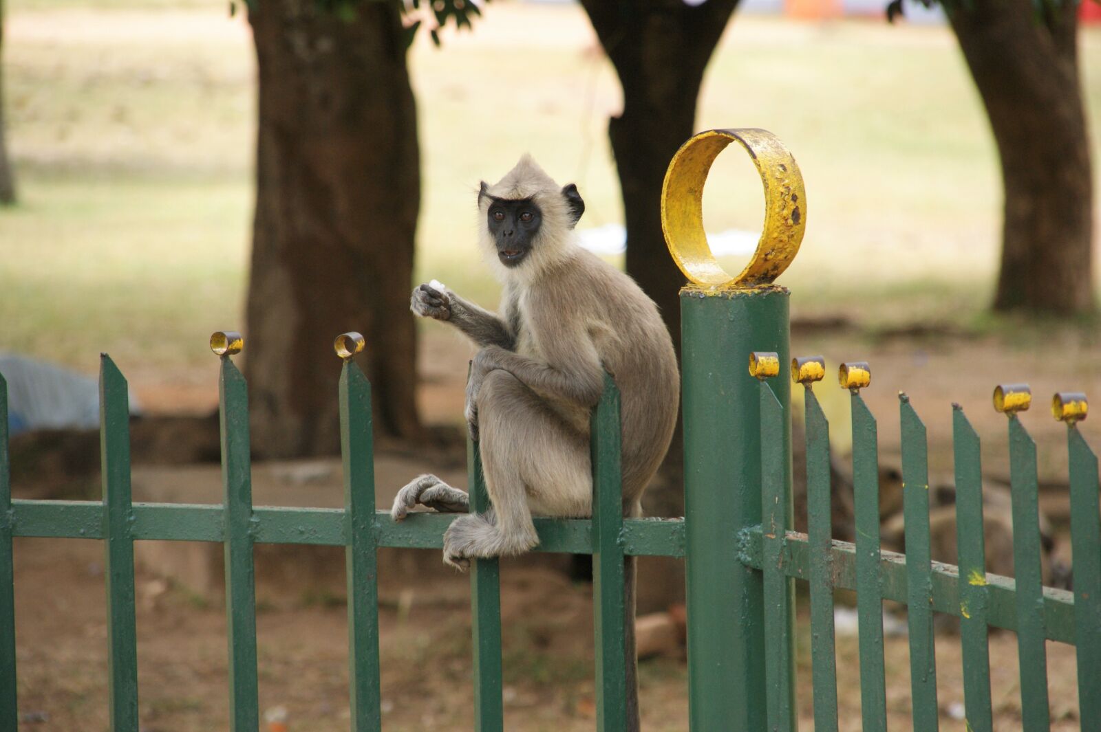 Sony Alpha DSLR-A350 sample photo. Fence, monkey, sri lanka photography