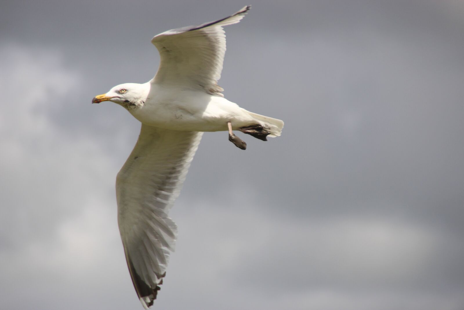 Canon EOS 700D (EOS Rebel T5i / EOS Kiss X7i) sample photo. Herring gull, flight, seagull photography