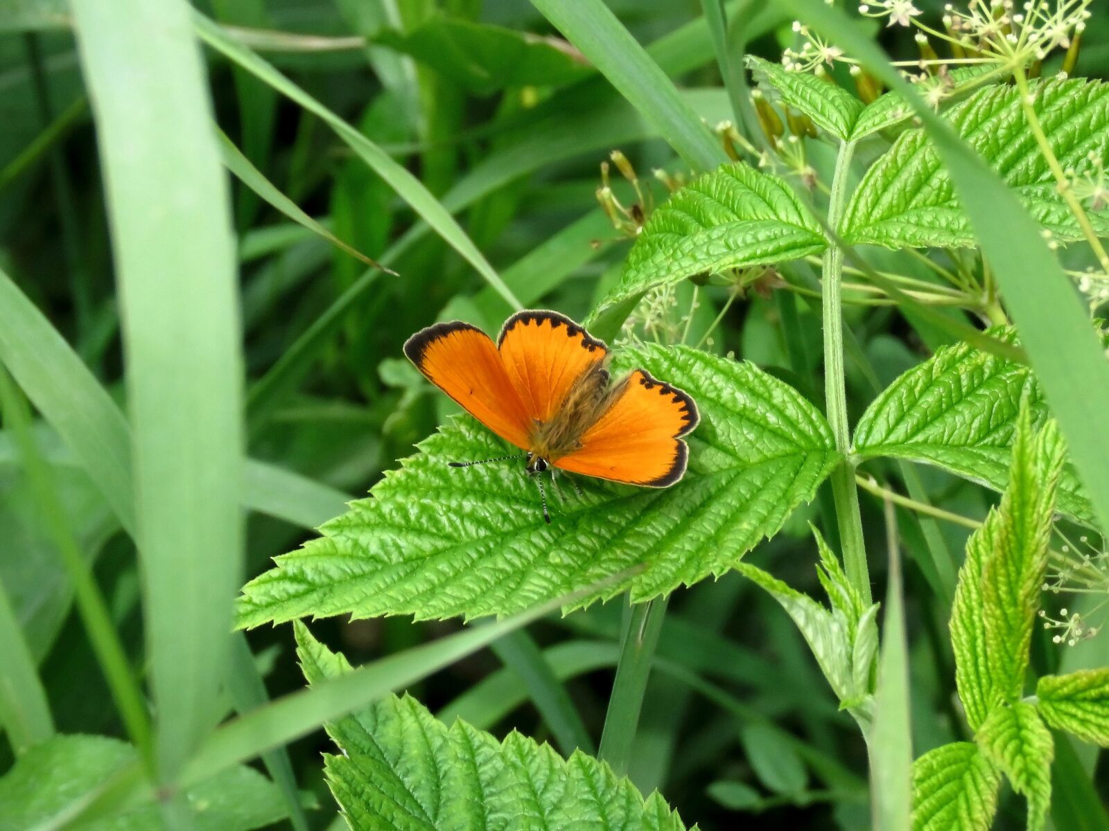Canon PowerShot SX60 HS sample photo. Grass, butterfly, meadow photography