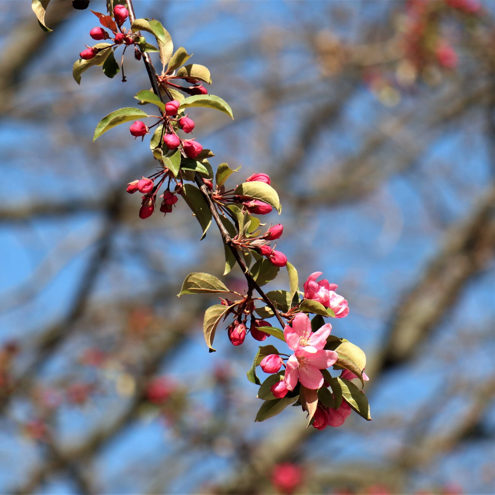Canon EOS M6 sample photo. Jabłonka, paradise, spring photography