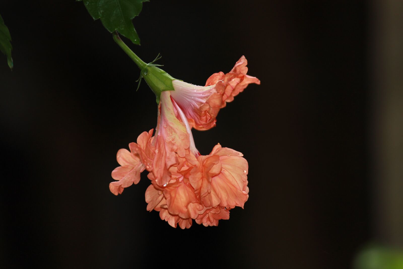 Canon EOS 1200D (EOS Rebel T5 / EOS Kiss X70 / EOS Hi) sample photo. Peach double hibiscus, hibiscus photography