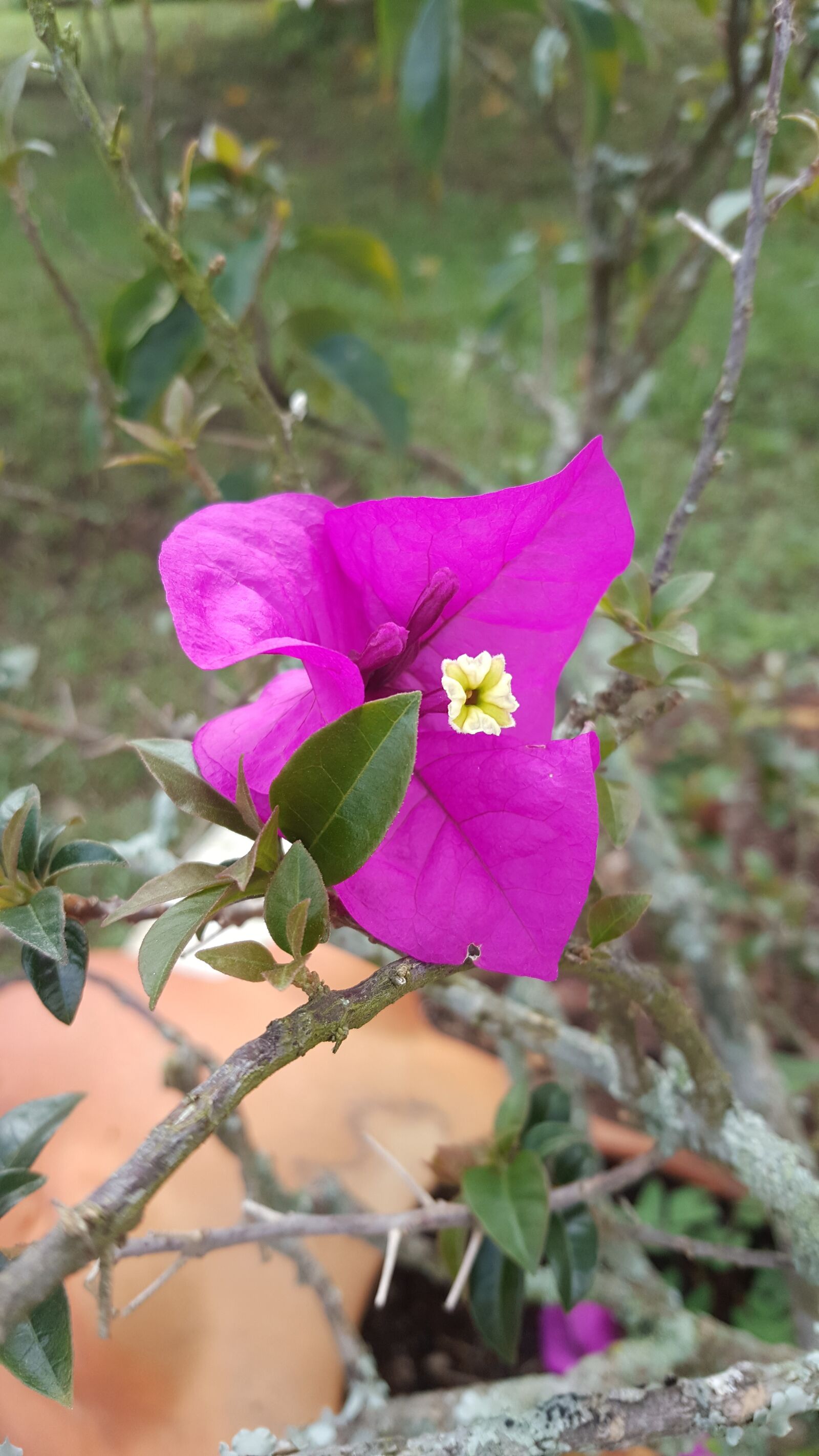 Samsung Galaxy Note5 sample photo. Flower, flowers, nature photography