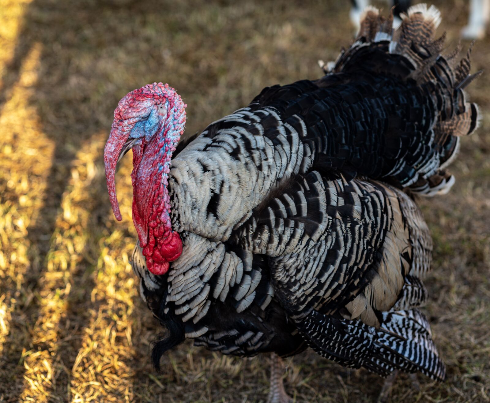 Sony a7R III sample photo. Turkey, gobble, thanksgiving photography