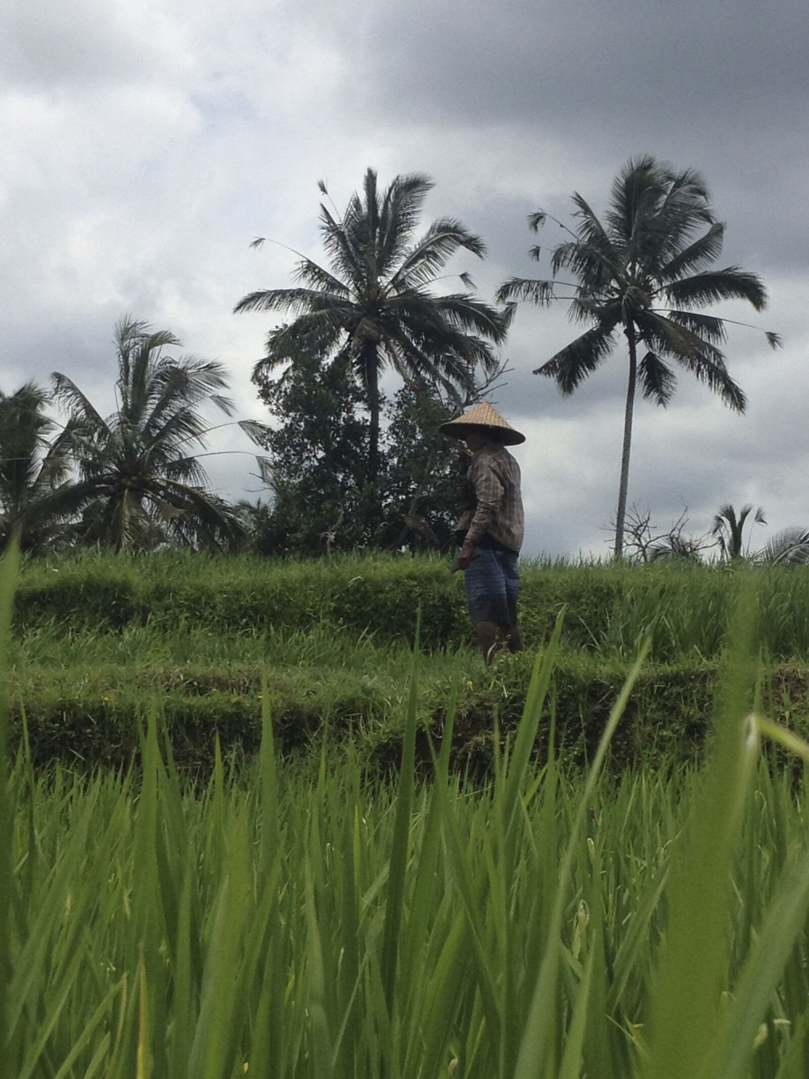 iPhone 4S back camera 4.28mm f/2.4 sample photo. Indonesia, rice, paddy photography