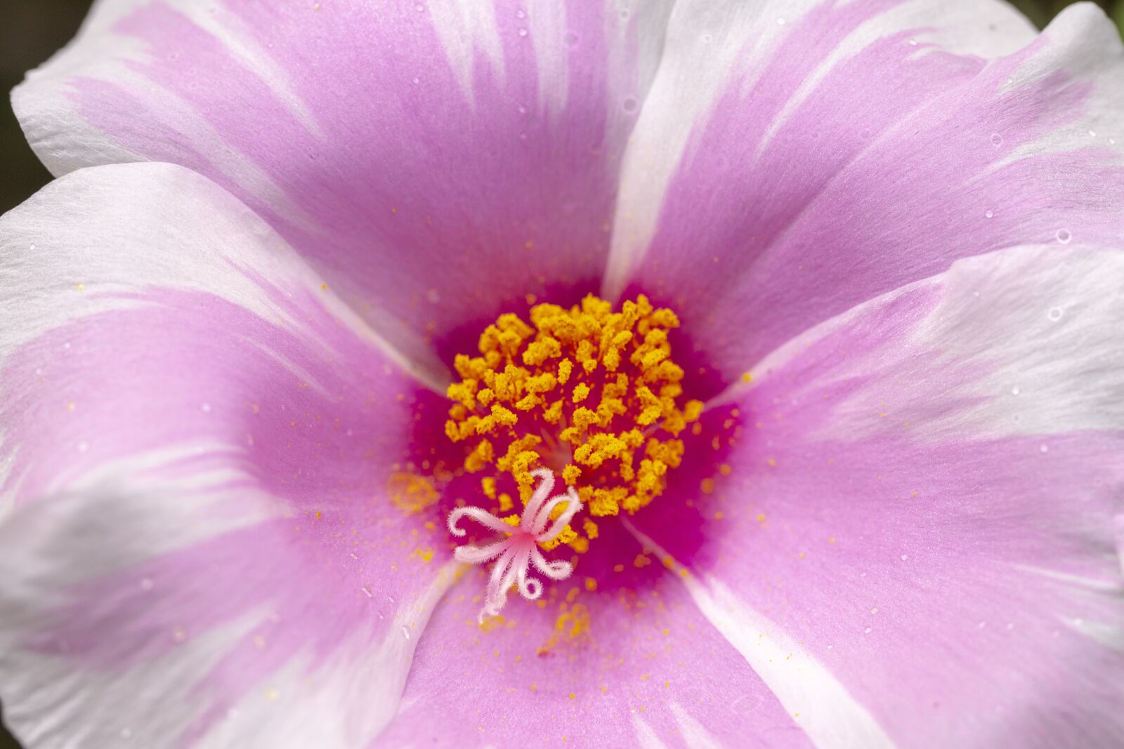 Panasonic Lumix DMC-GX8 sample photo. Flower, flower core, playboy photography