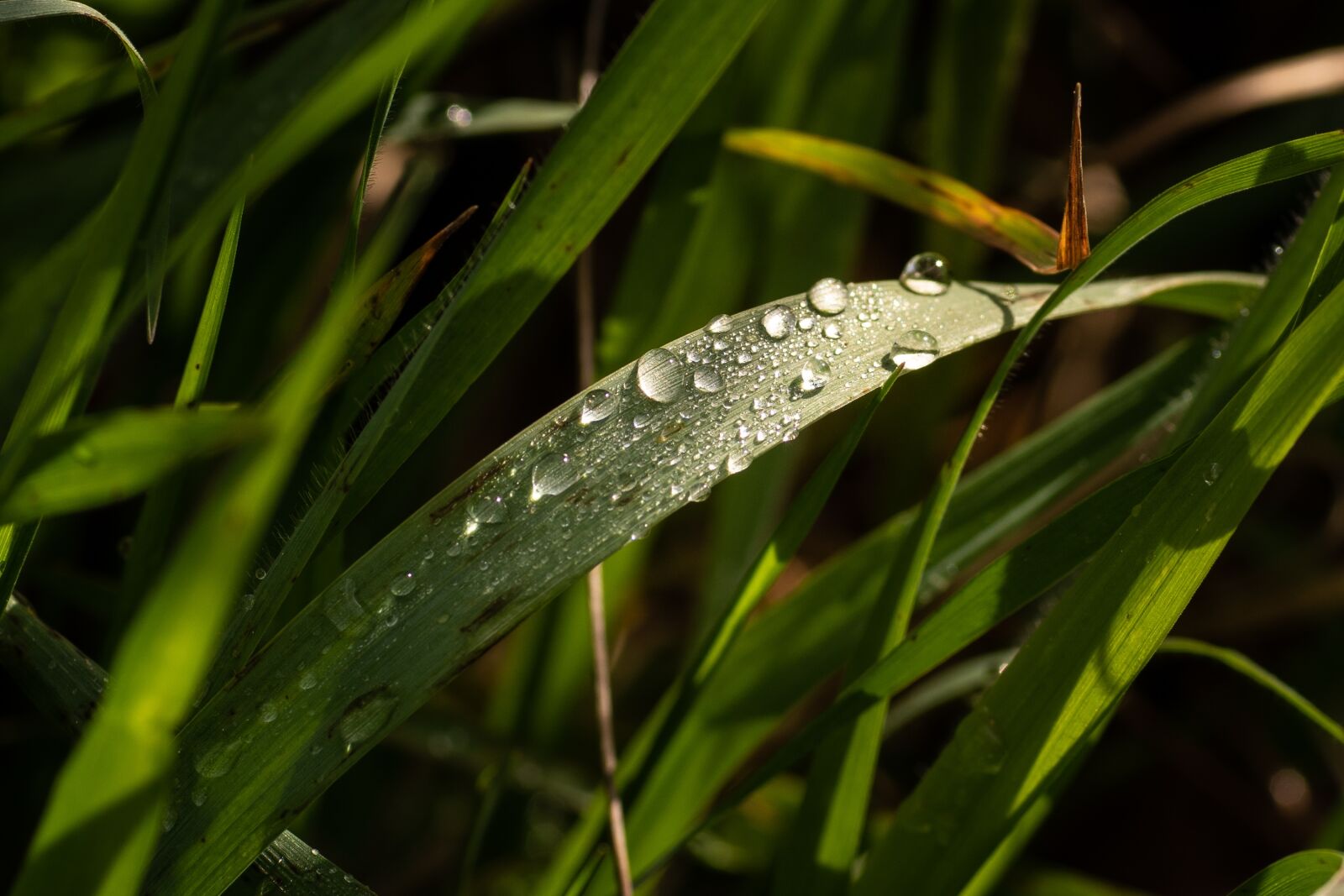 Sony ILCA-77M2 sample photo. Rain, drops, natural photography