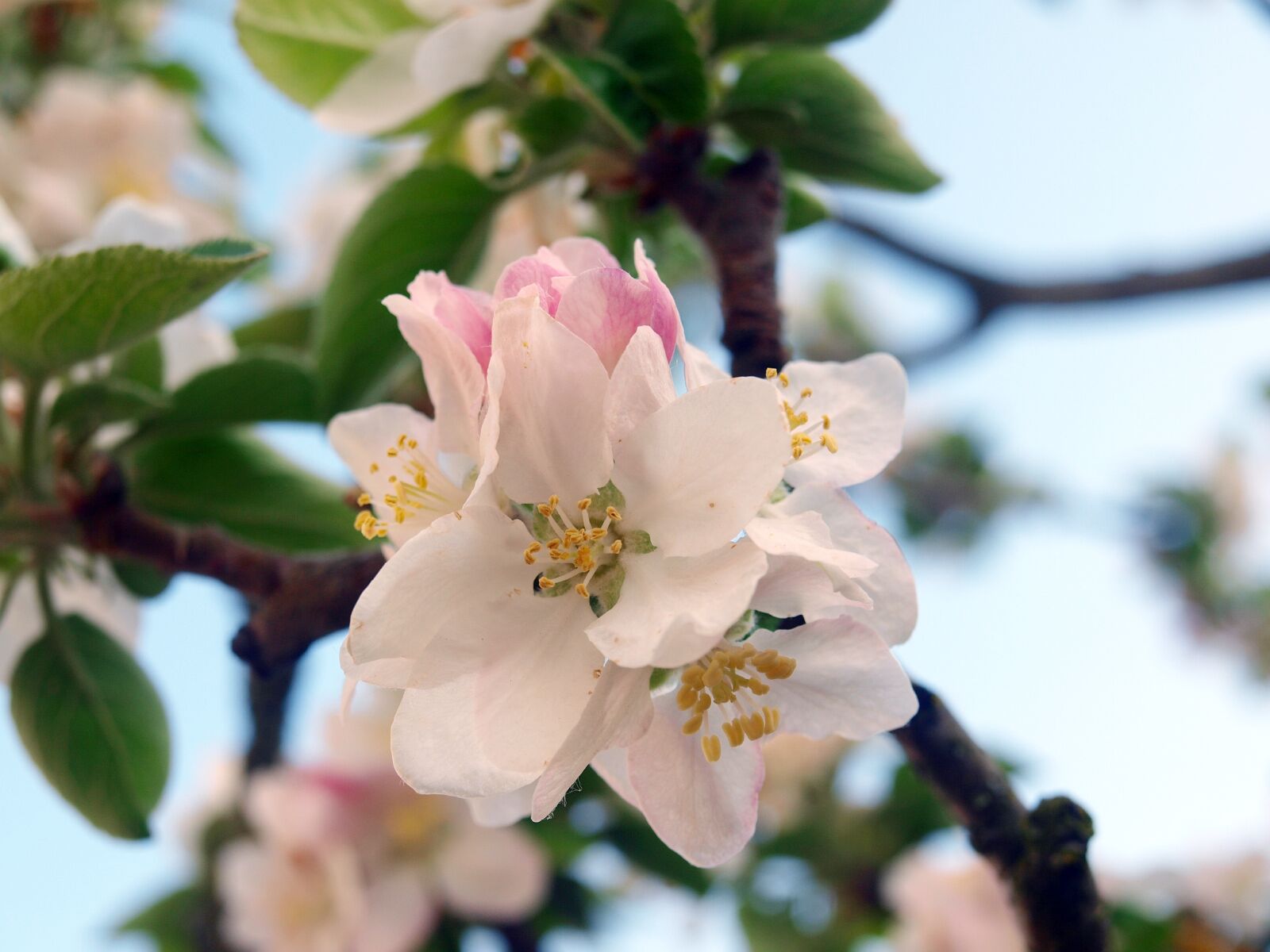 Olympus E-420 (EVOLT E-420) sample photo. Flower apple tree, flowers photography