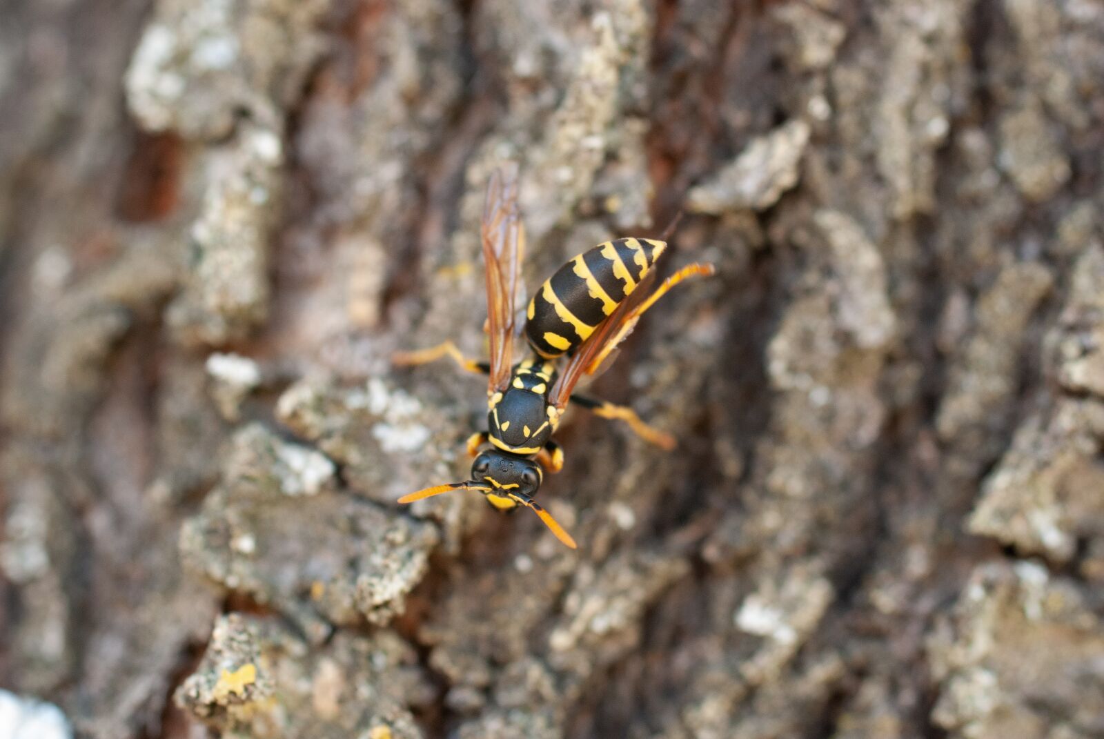 Nikon D80 sample photo. Wasp, insect, nature photography