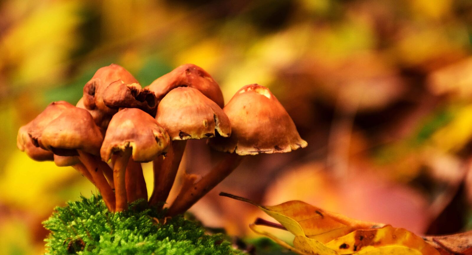 Nikon D3300 sample photo. Moss, brown mushroom, wood photography