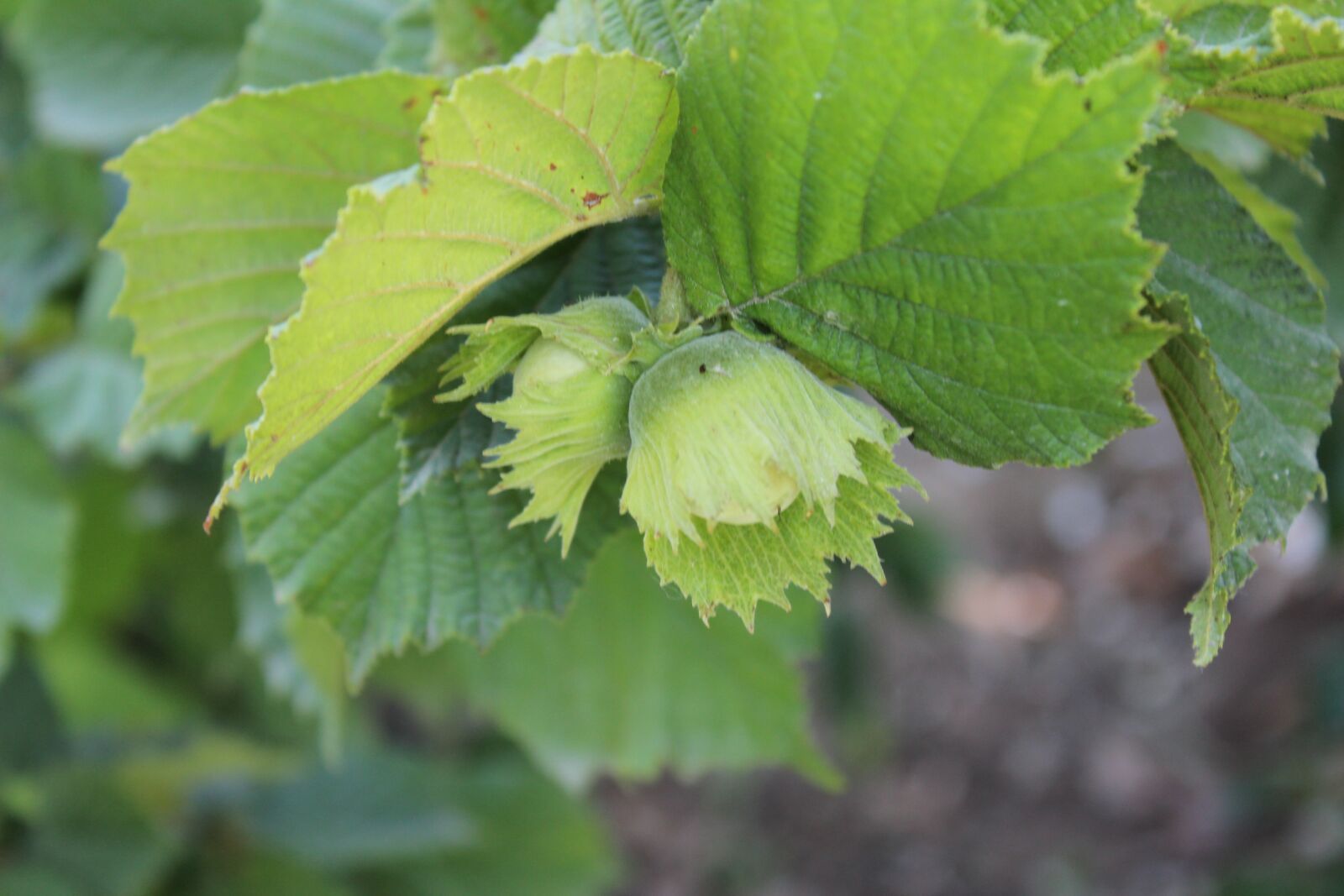 Canon EOS 600D (Rebel EOS T3i / EOS Kiss X5) sample photo. Hazelnut, giresun, natural photography