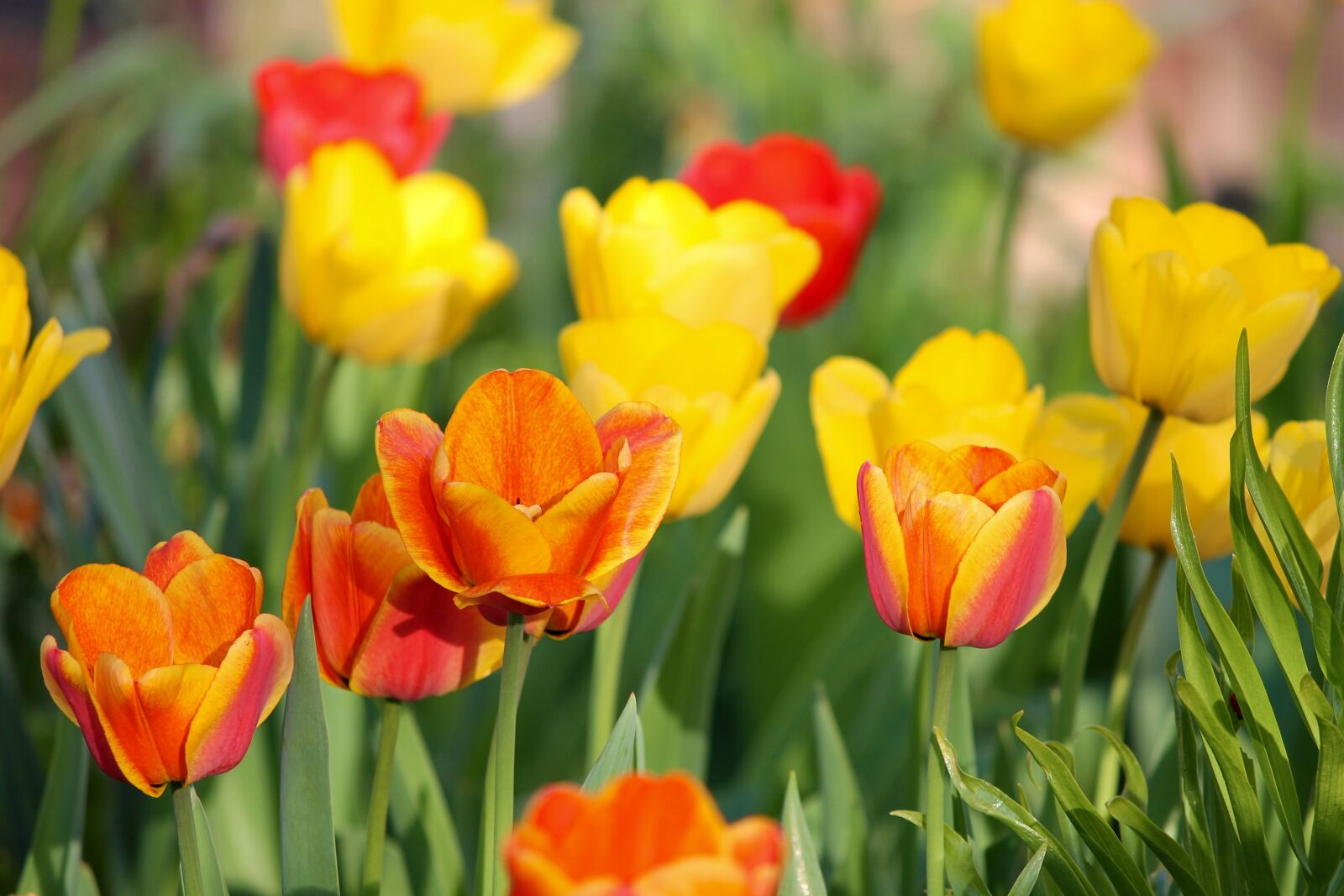 Canon EOS 1100D (EOS Rebel T3 / EOS Kiss X50) sample photo. Tulips, orange, yellow photography