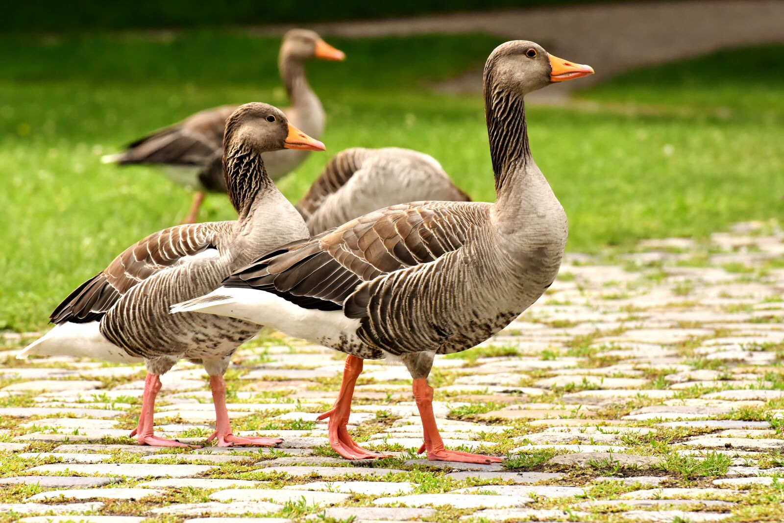 Nikon D7200 sample photo. Geese, wild geese, waterfowl photography