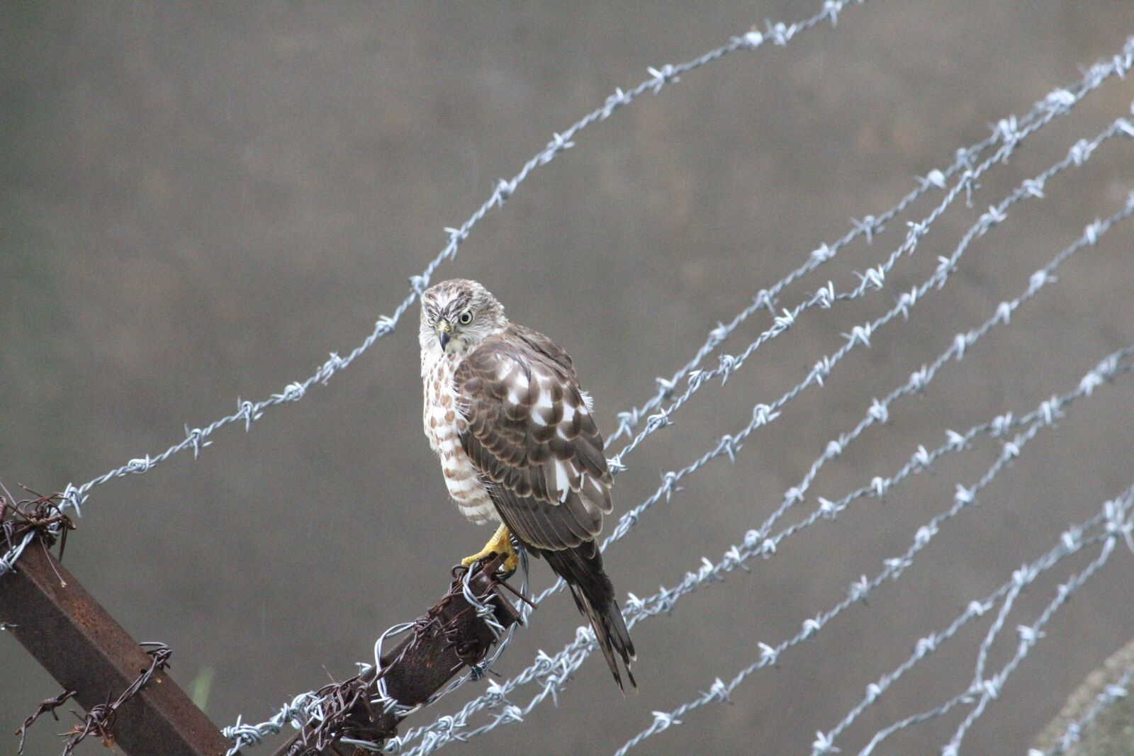 Canon EOS 1300D (EOS Rebel T6 / EOS Kiss X80) sample photo. Hawk, birds, nocturnal birds photography