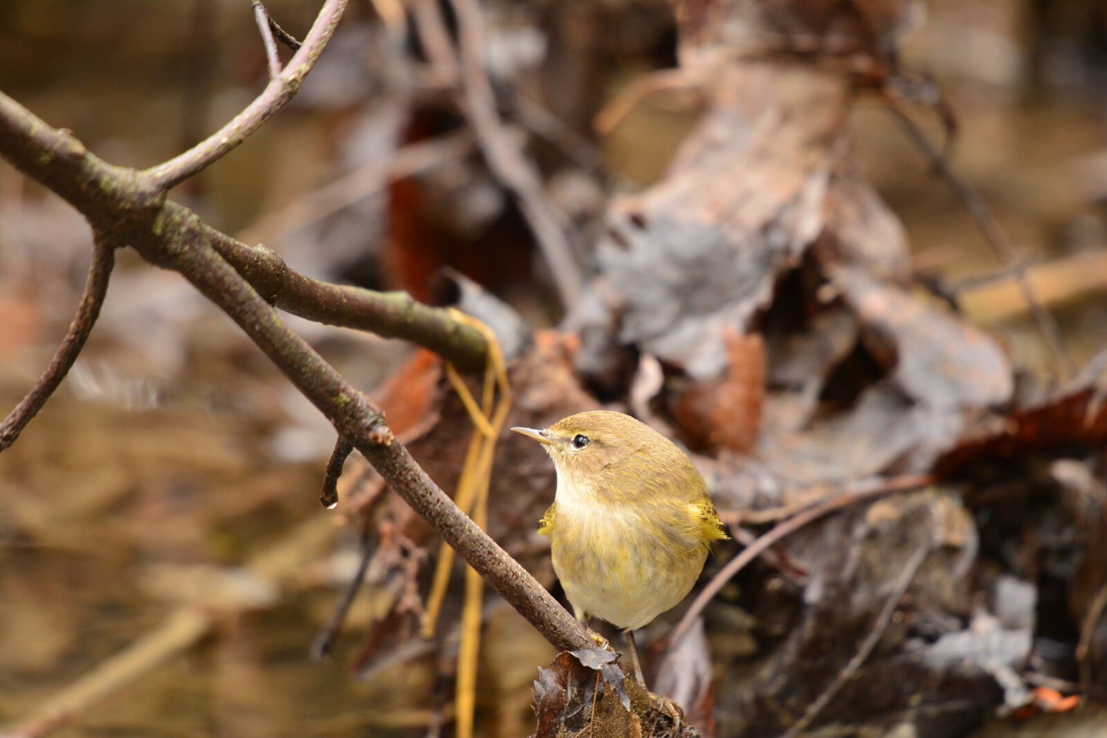 Nikon D7100 sample photo