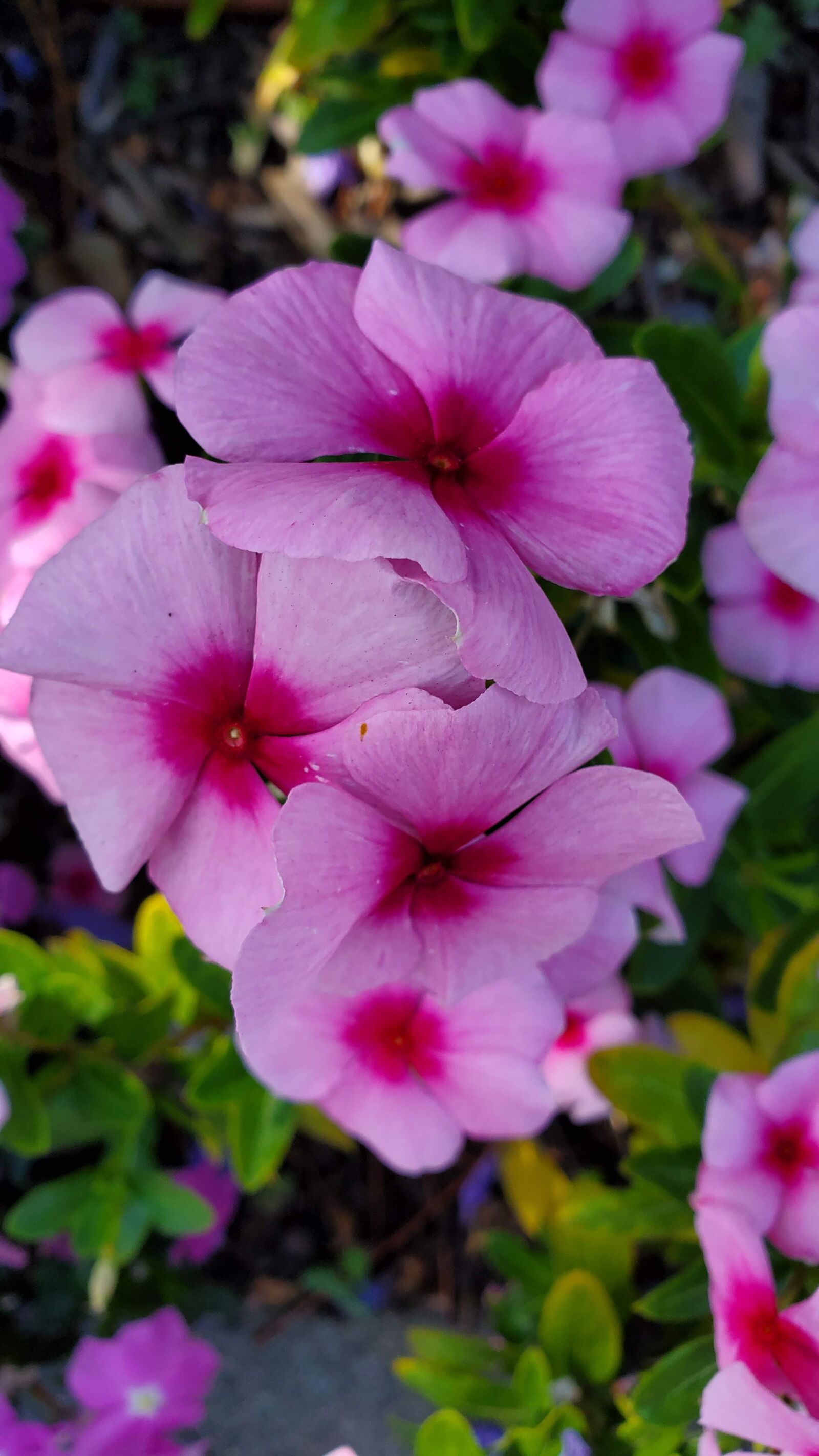 Samsung Galaxy S10+ sample photo. Flower, nature, plant photography