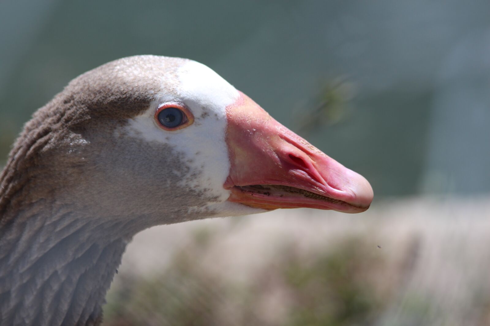 Canon EOS 650D (EOS Rebel T4i / EOS Kiss X6i) sample photo. Grey goose, anser anser photography