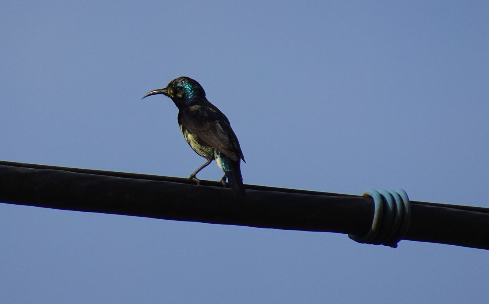 Sony DSC-WX800 sample photo. Bird, purple sunbird, cinnyris photography