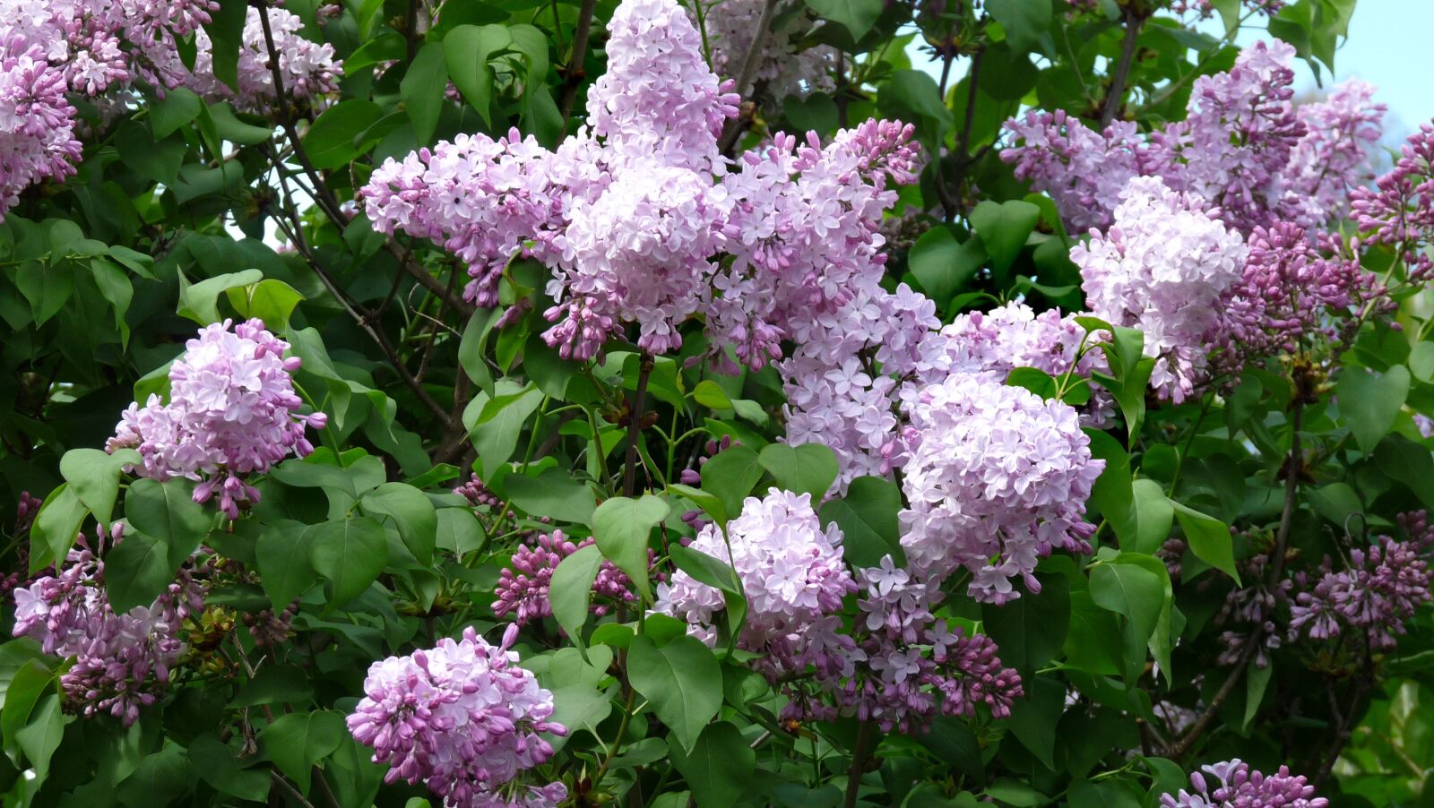 Panasonic Lumix DMC-FZ28 sample photo. Lilac, flowers, fragrant photography