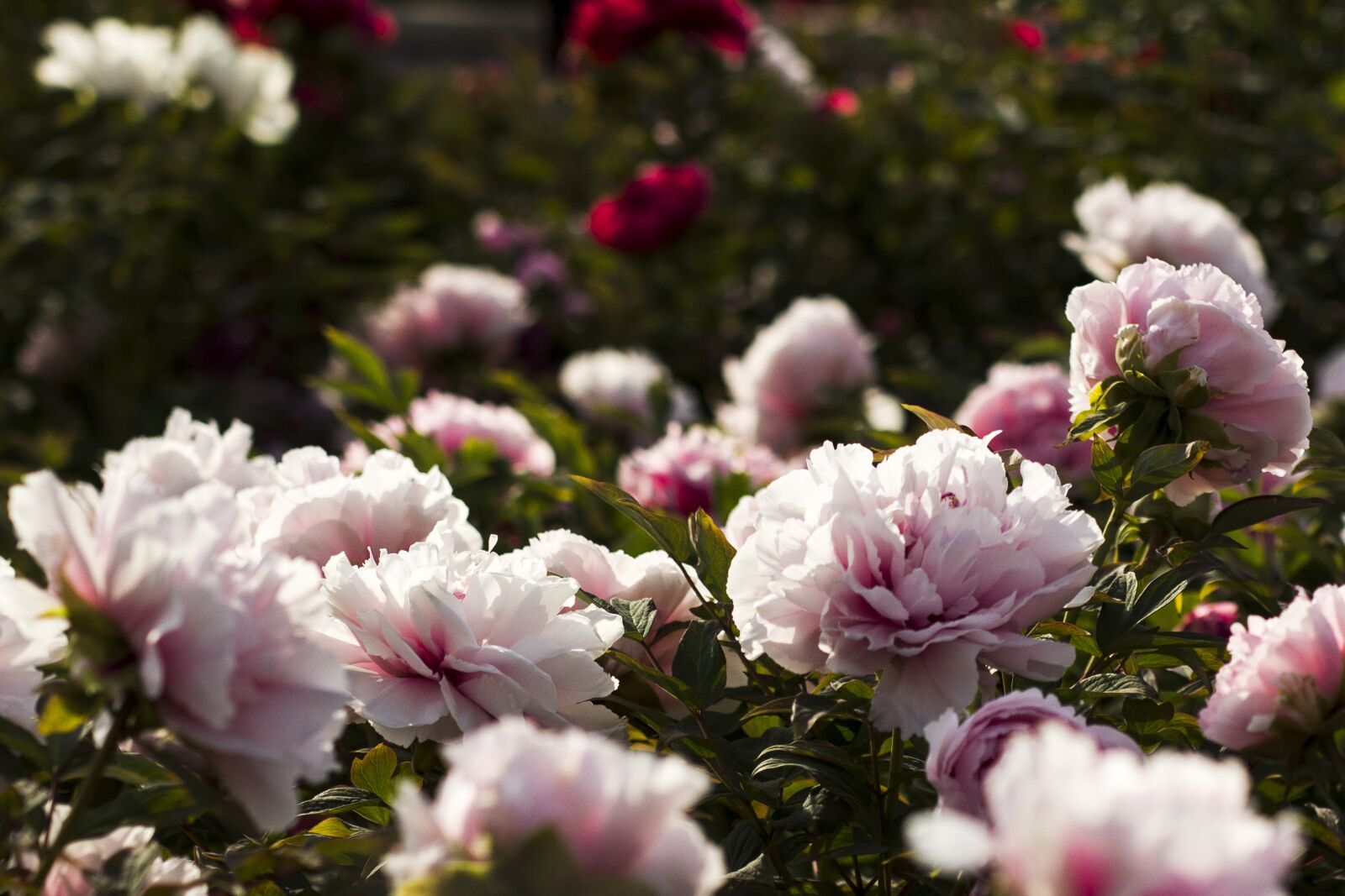 Canon EOS 60D sample photo. Flower, green, in full photography